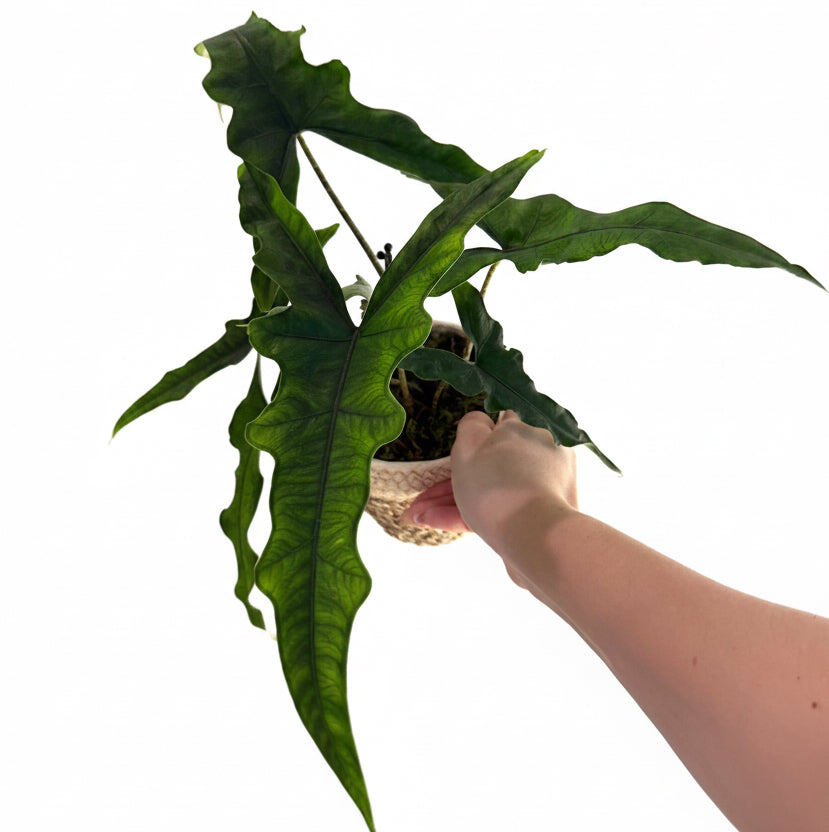Alocasia Beginner’s Collection