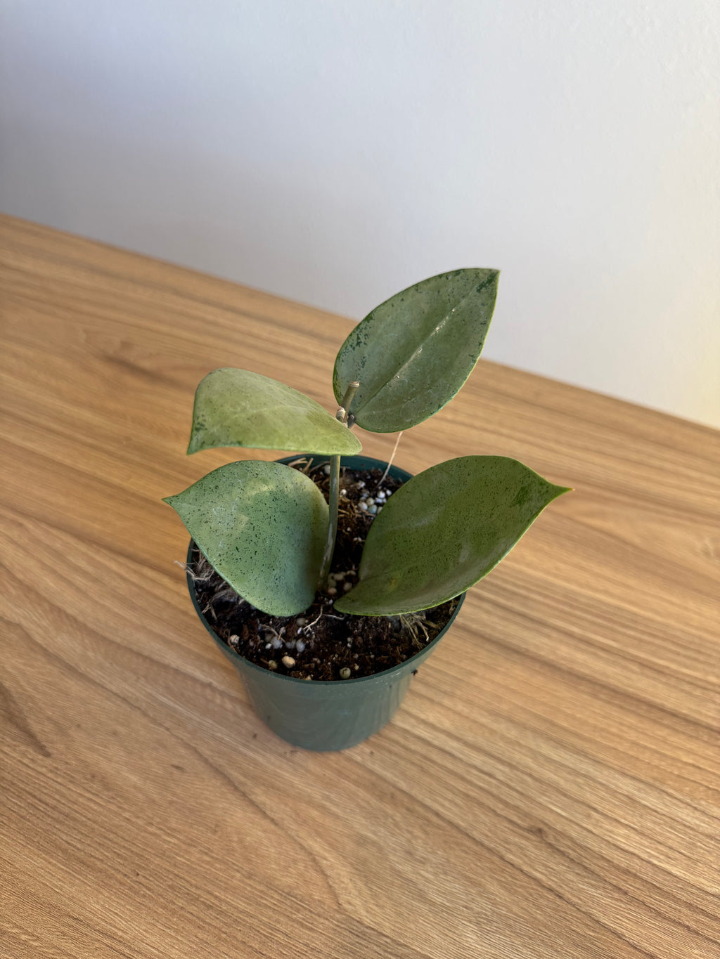 Hoya parasitica heart leaf silver 4”