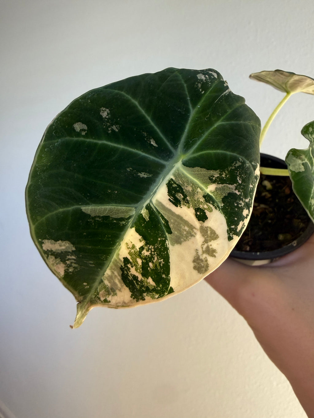 Alocasia Black Velvet Pink 3”
