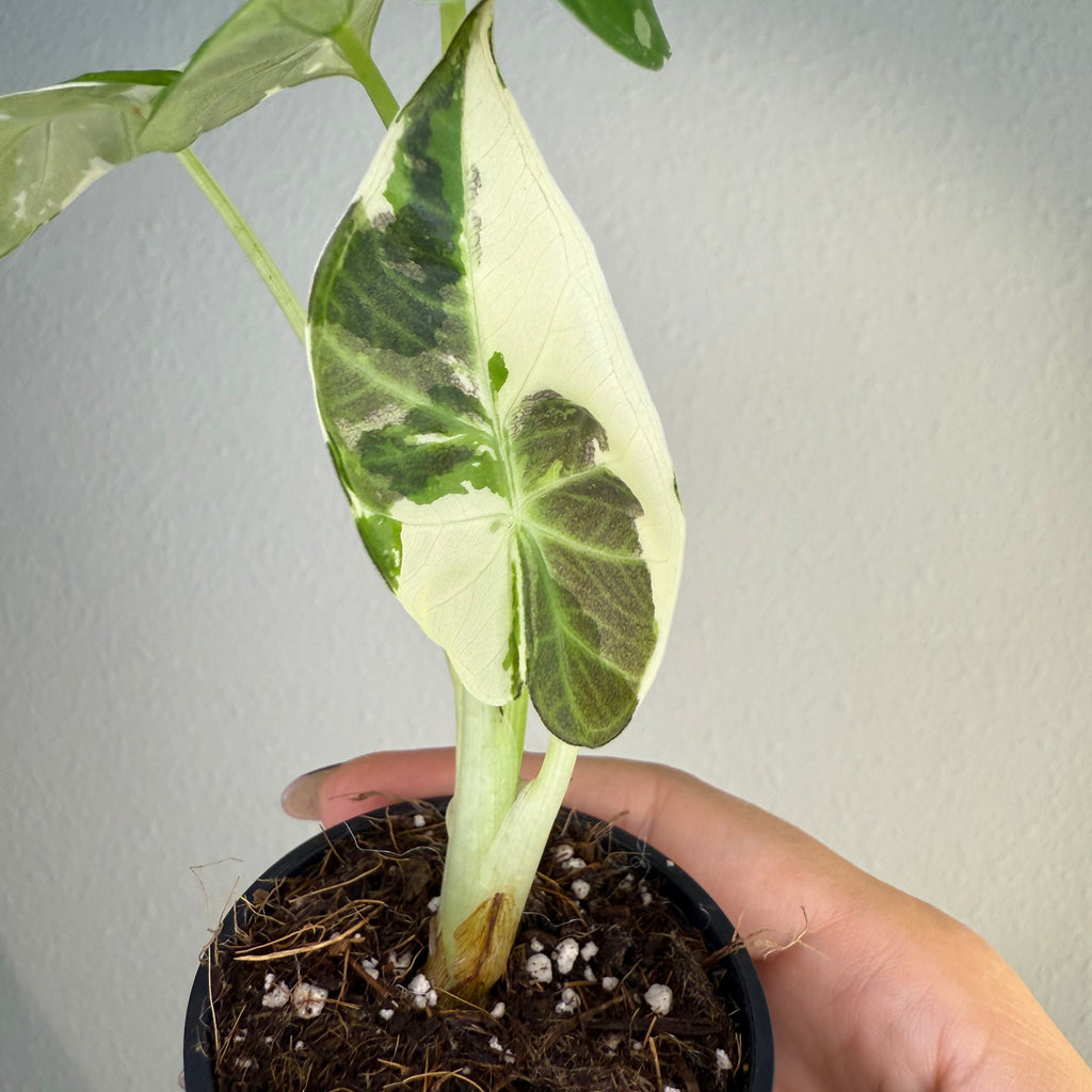 Alocasia Regal Shield Albo