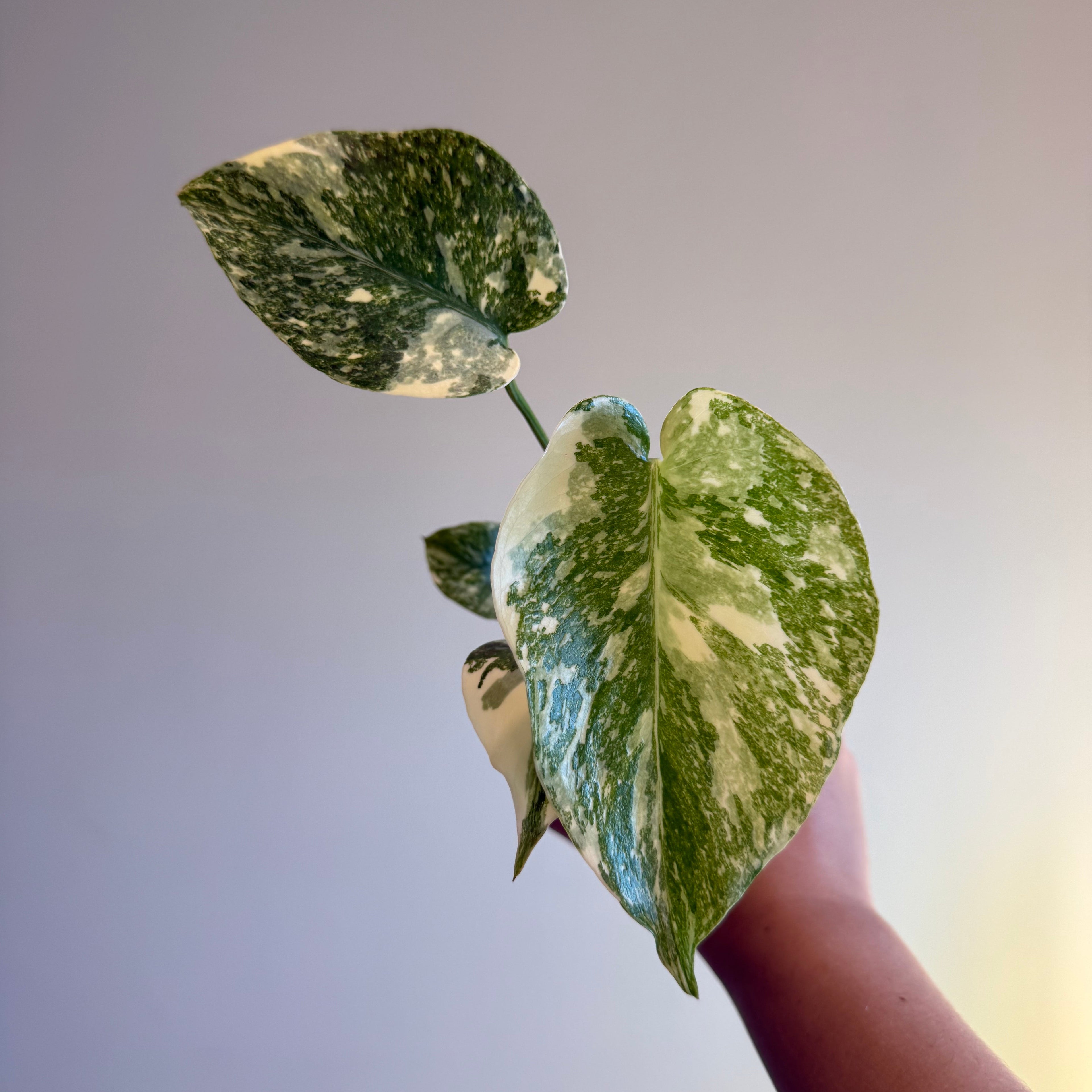 4- Variegated Monstera Bundle