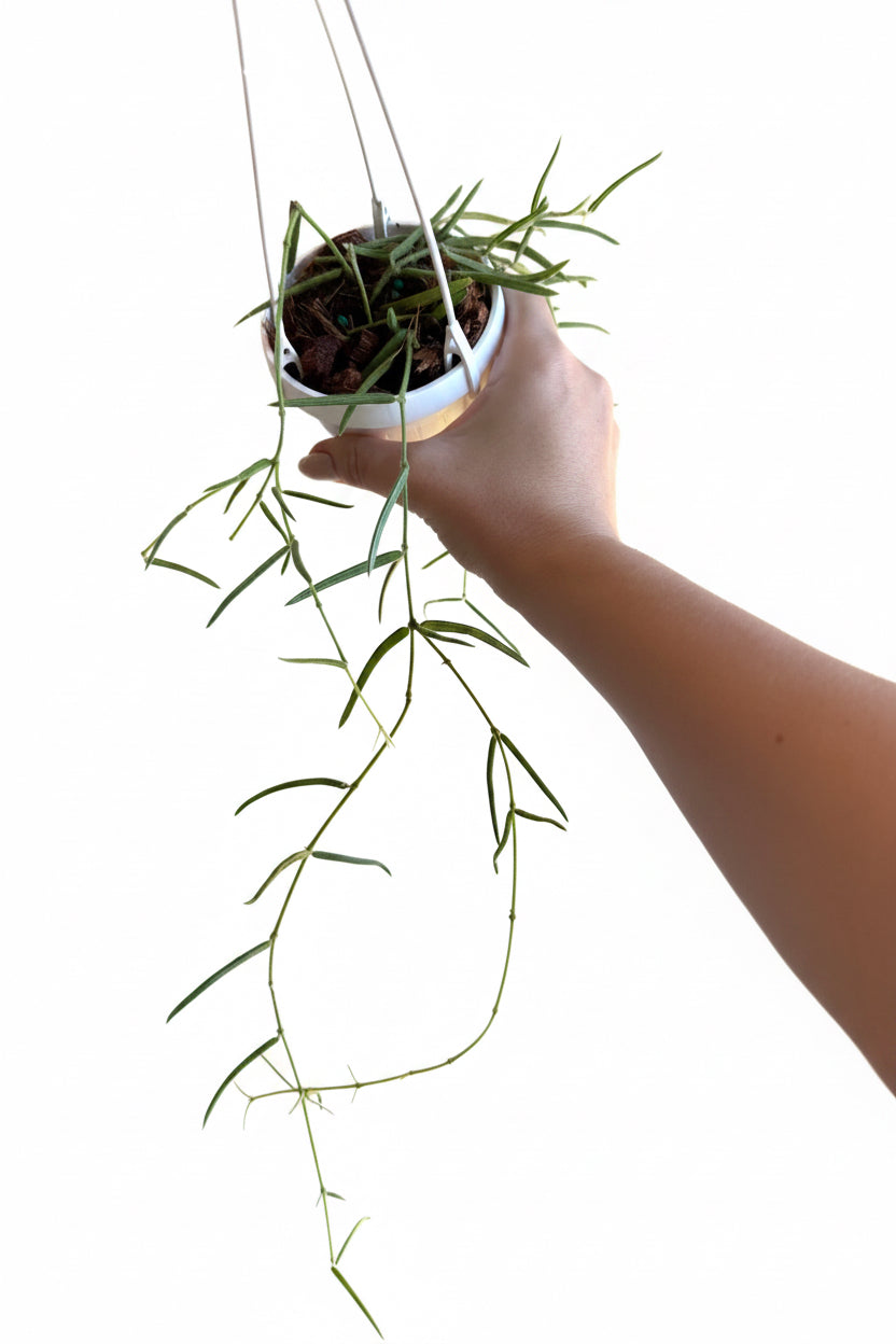 Hoya Linearis 3.5” HB
