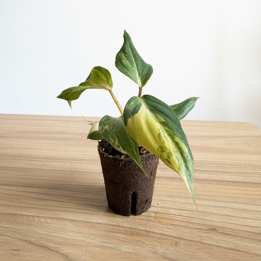 Philodendron Gloriosum Var 3”