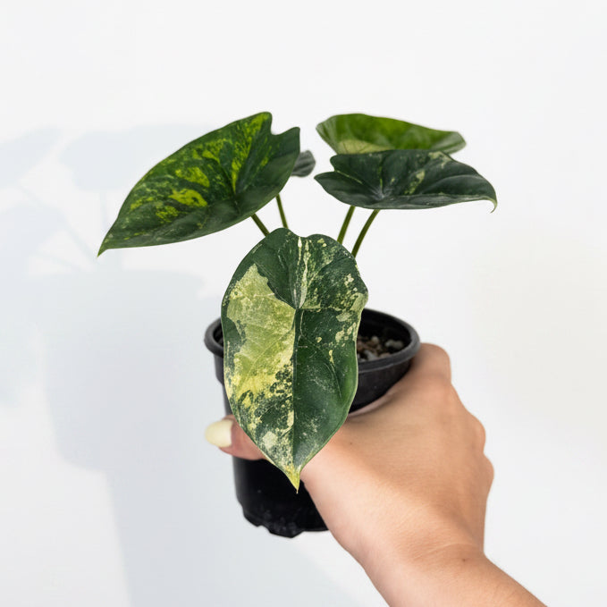 Alocasia Sinuata Variegated 4”