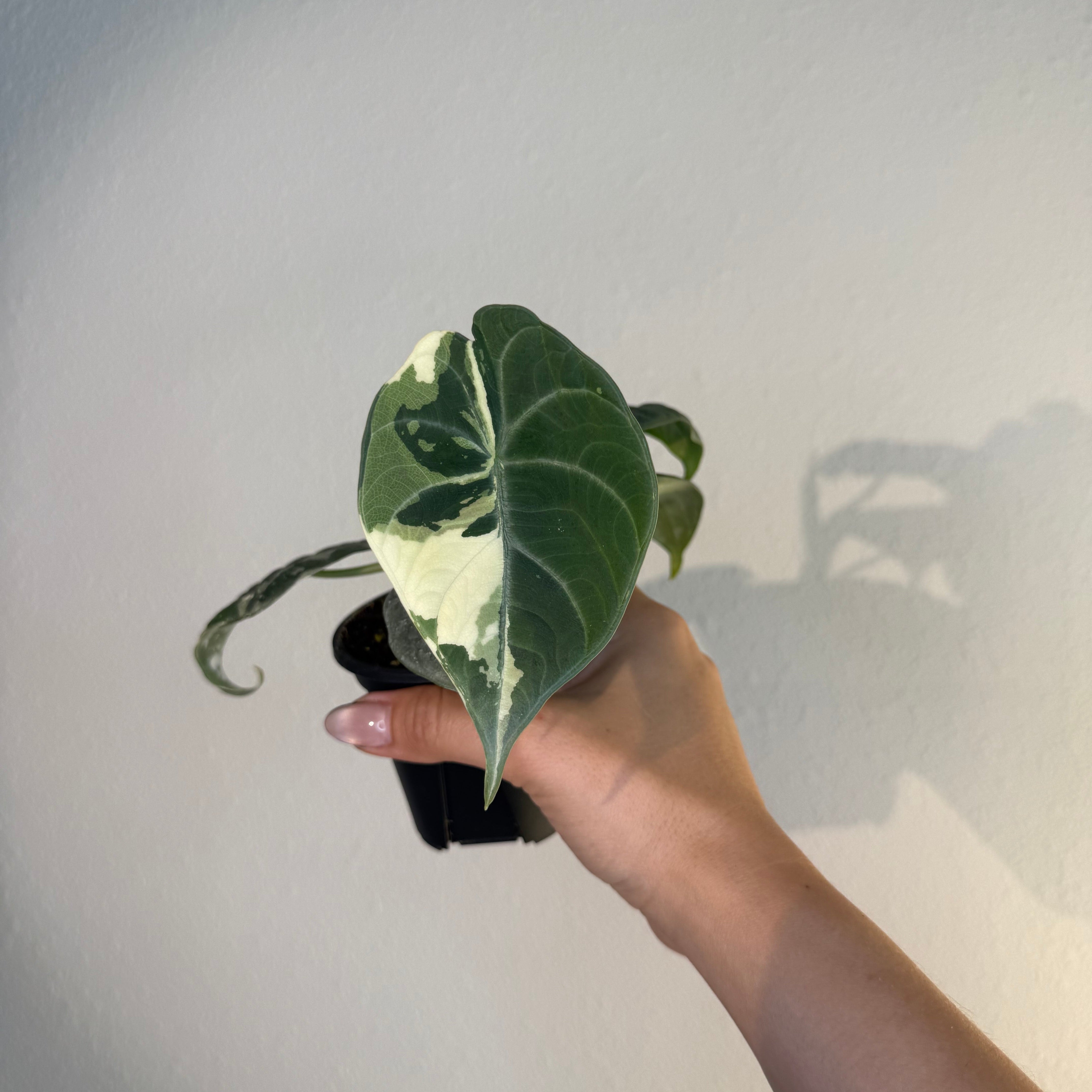 Alocasia Maharani Albo – Exotic plants Store
