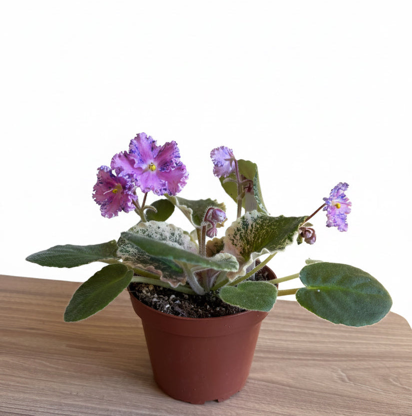Variegated African Violet ‘ Love Bug ‘ 4”