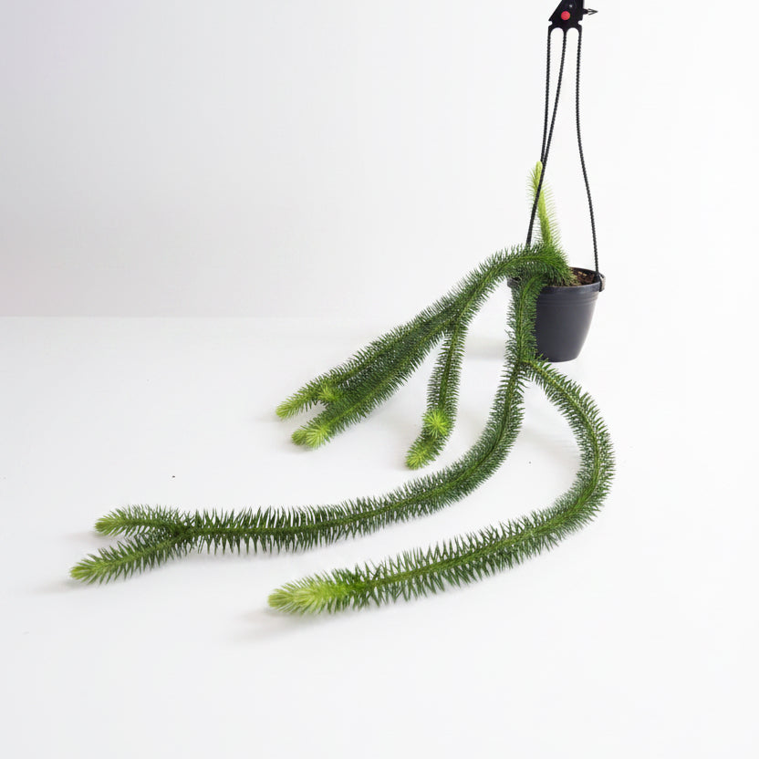 Huperzia Squarrosa 4” XL