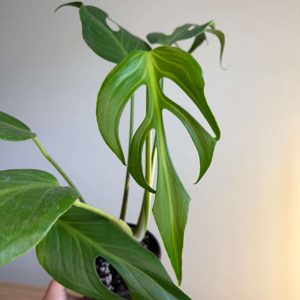 Monstera Burle Marx Flame