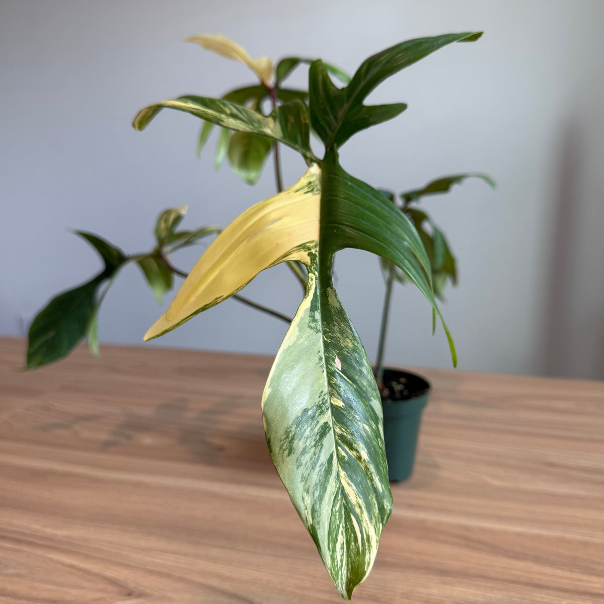 Philodendron Florida Beauty 4”
