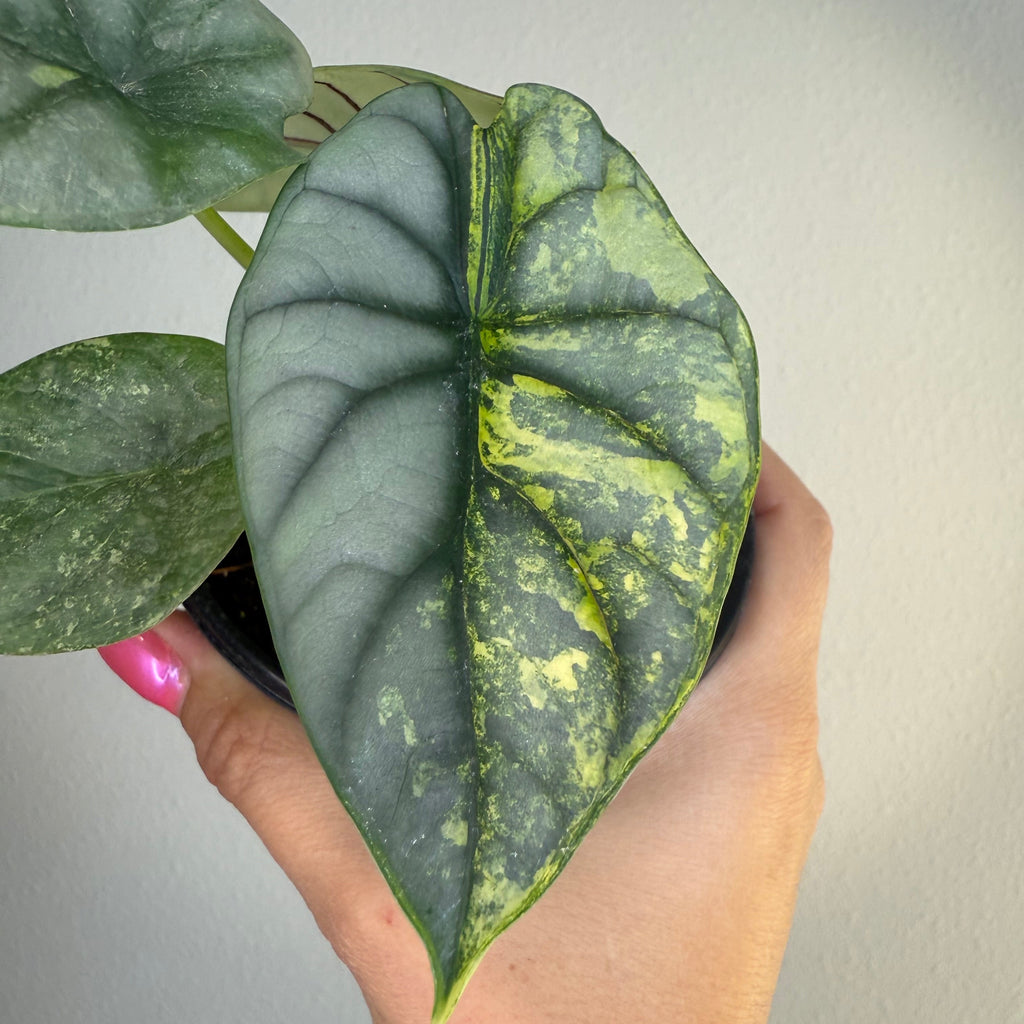 Alocasia Silver Dragon Var
