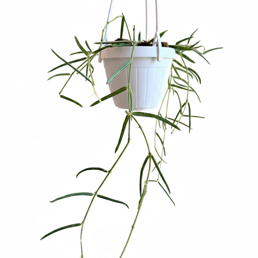 Hoya Linearis 3.5” HB