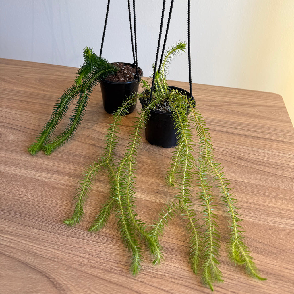 2 - Huperzia Collector bundle 4” HB