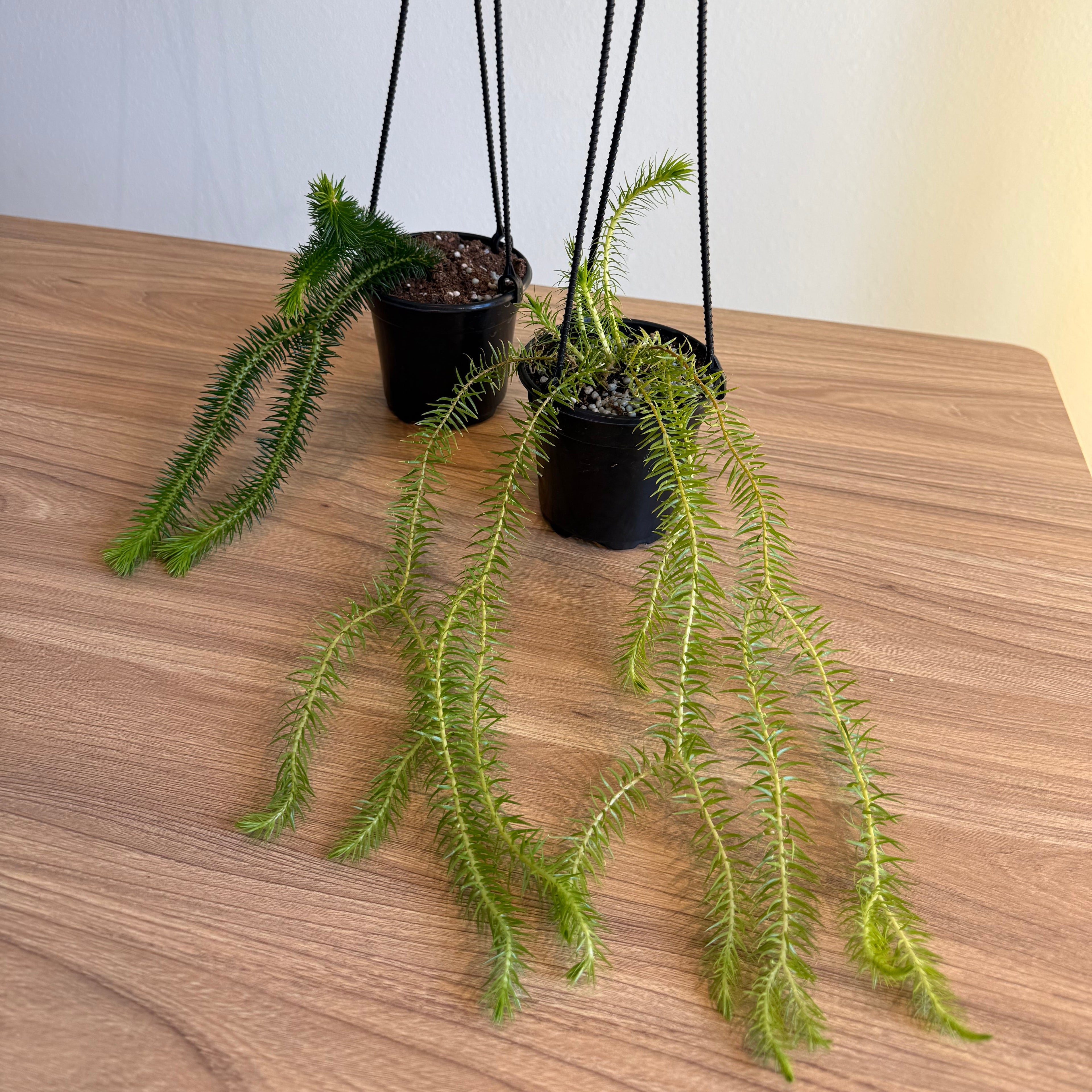 2 - Huperzia Collector bundle 4” HB