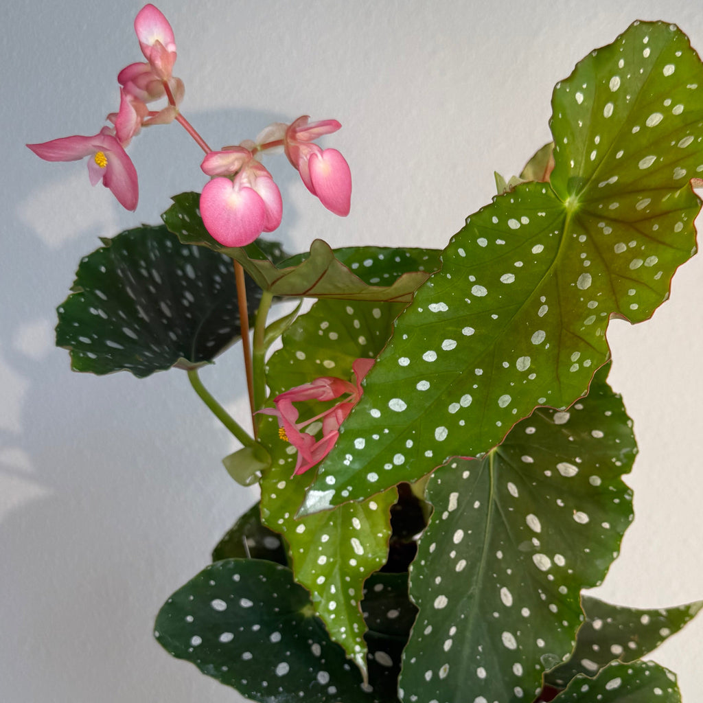 Begonia Angel Wing- Pink bloom 6”