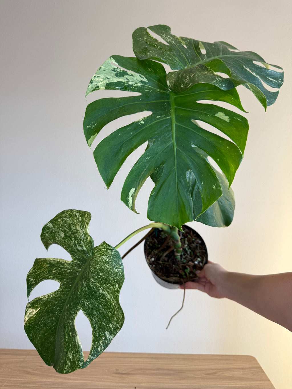 Monstera White monster splash