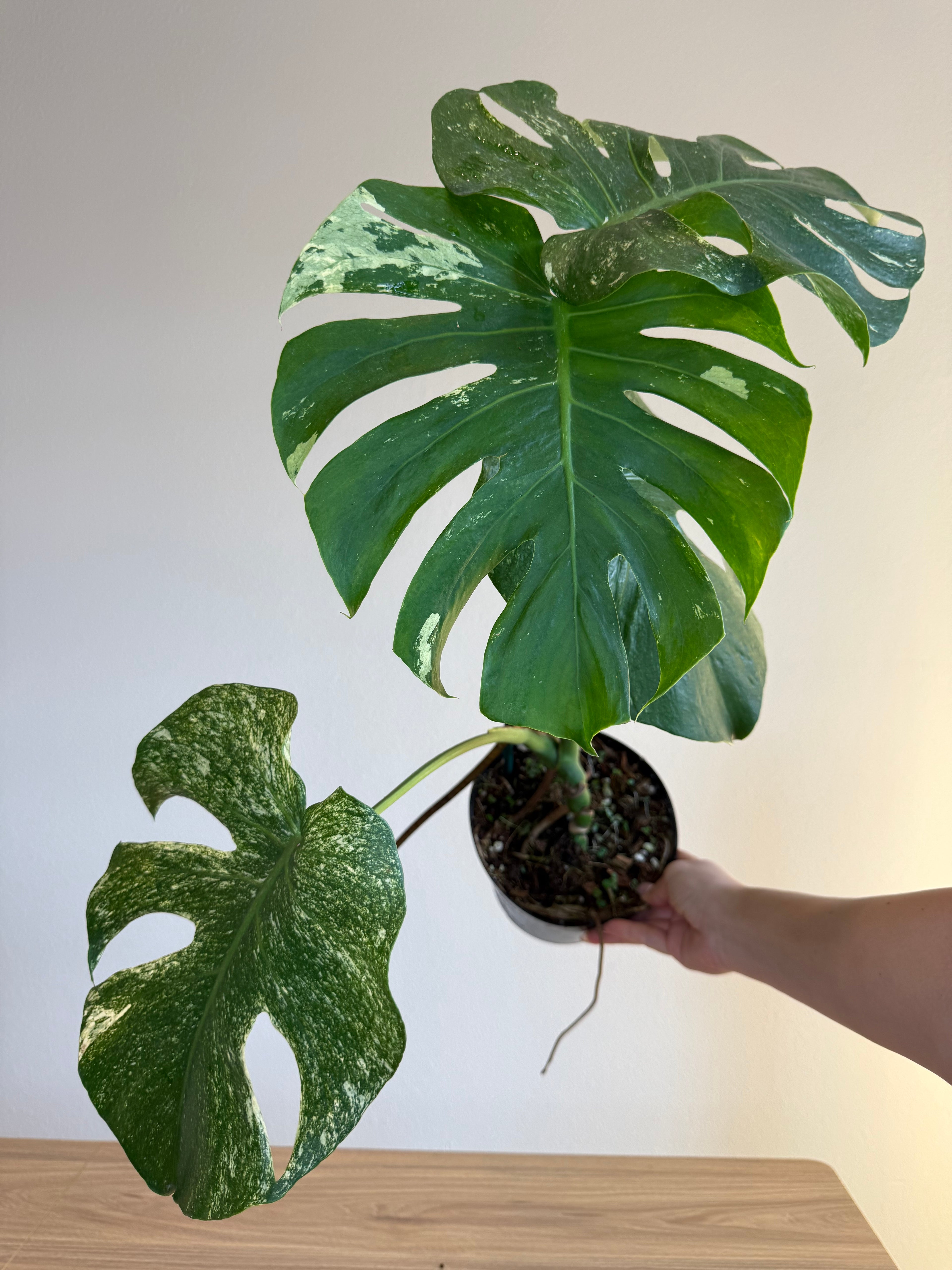 Monstera White monster splash
