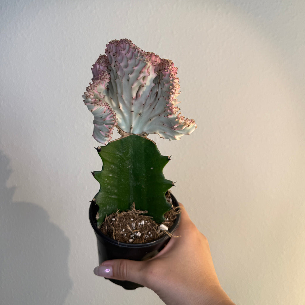 Cactus Mermaid tail Pink