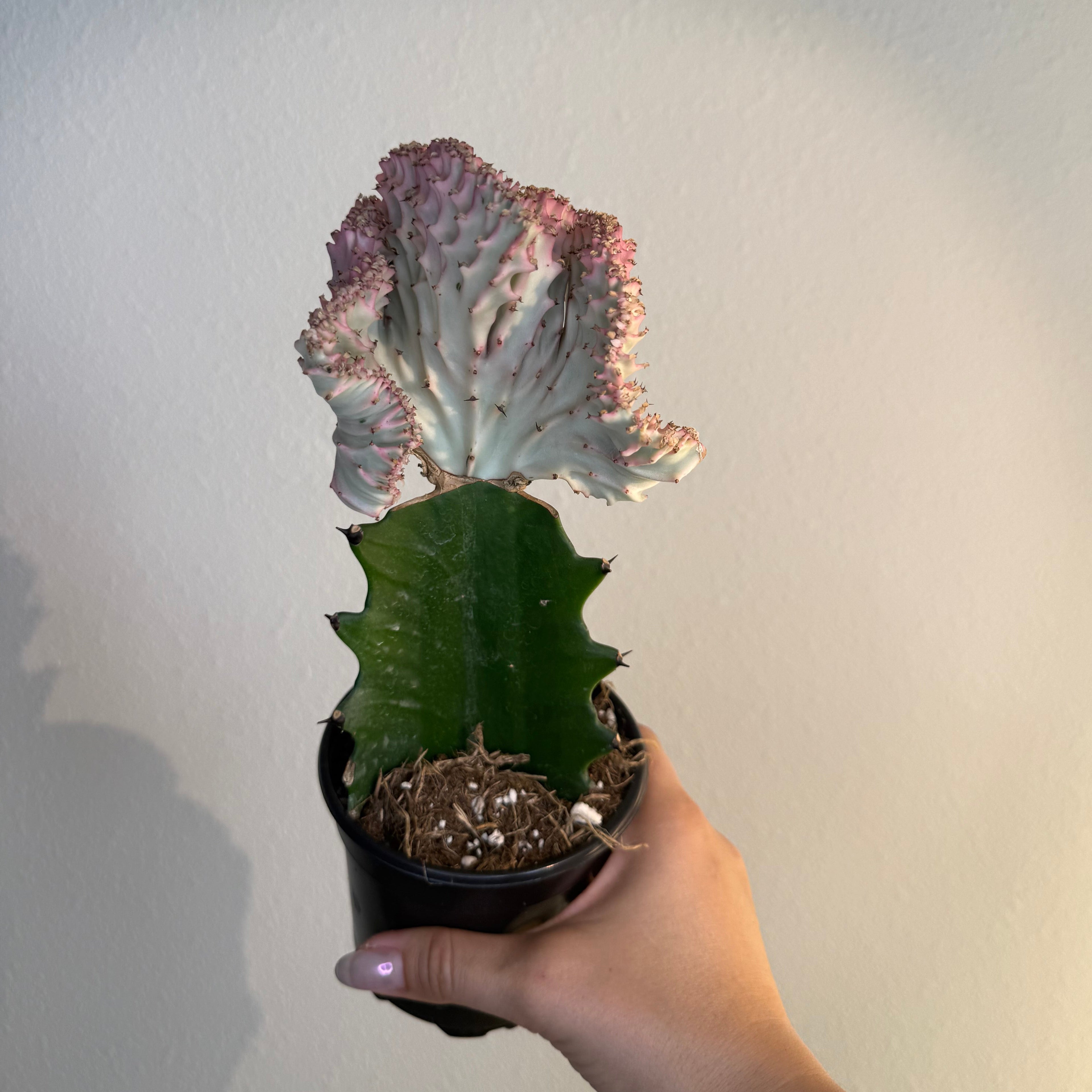 Cactus Mermaid tail Pink