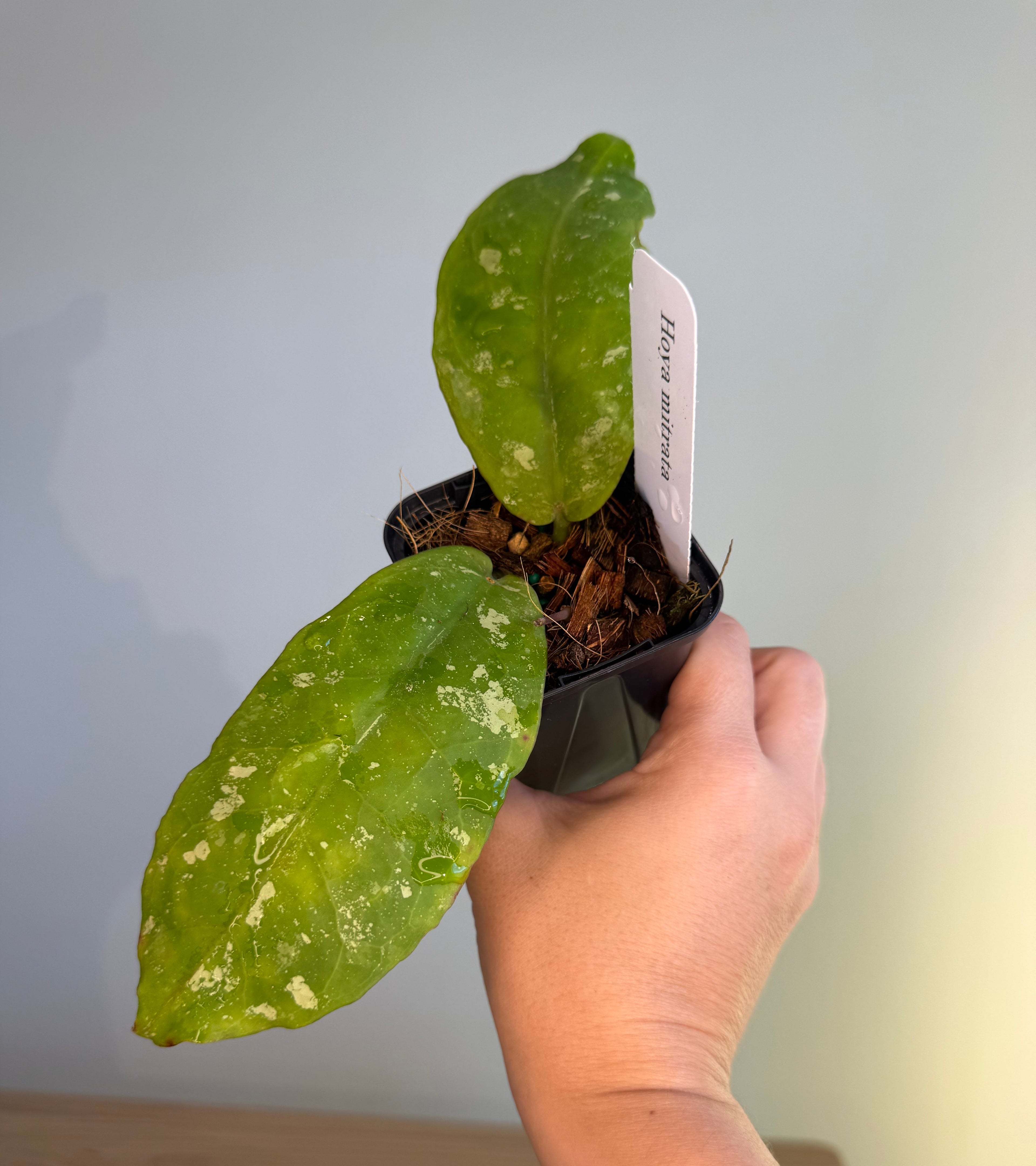 Hoya Mitrata Splash 3”