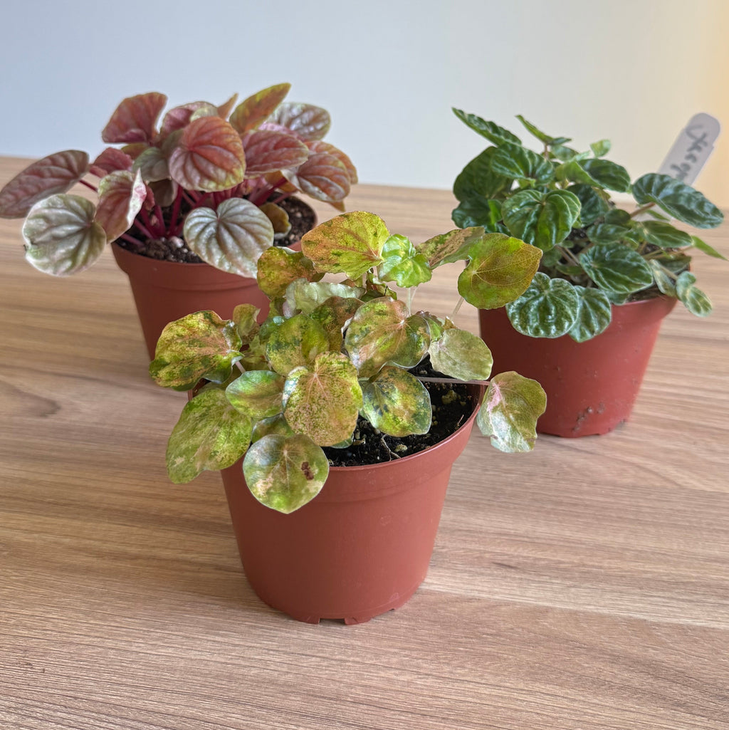 Peperomia Collection 4” pot - 3 Plants Bundle