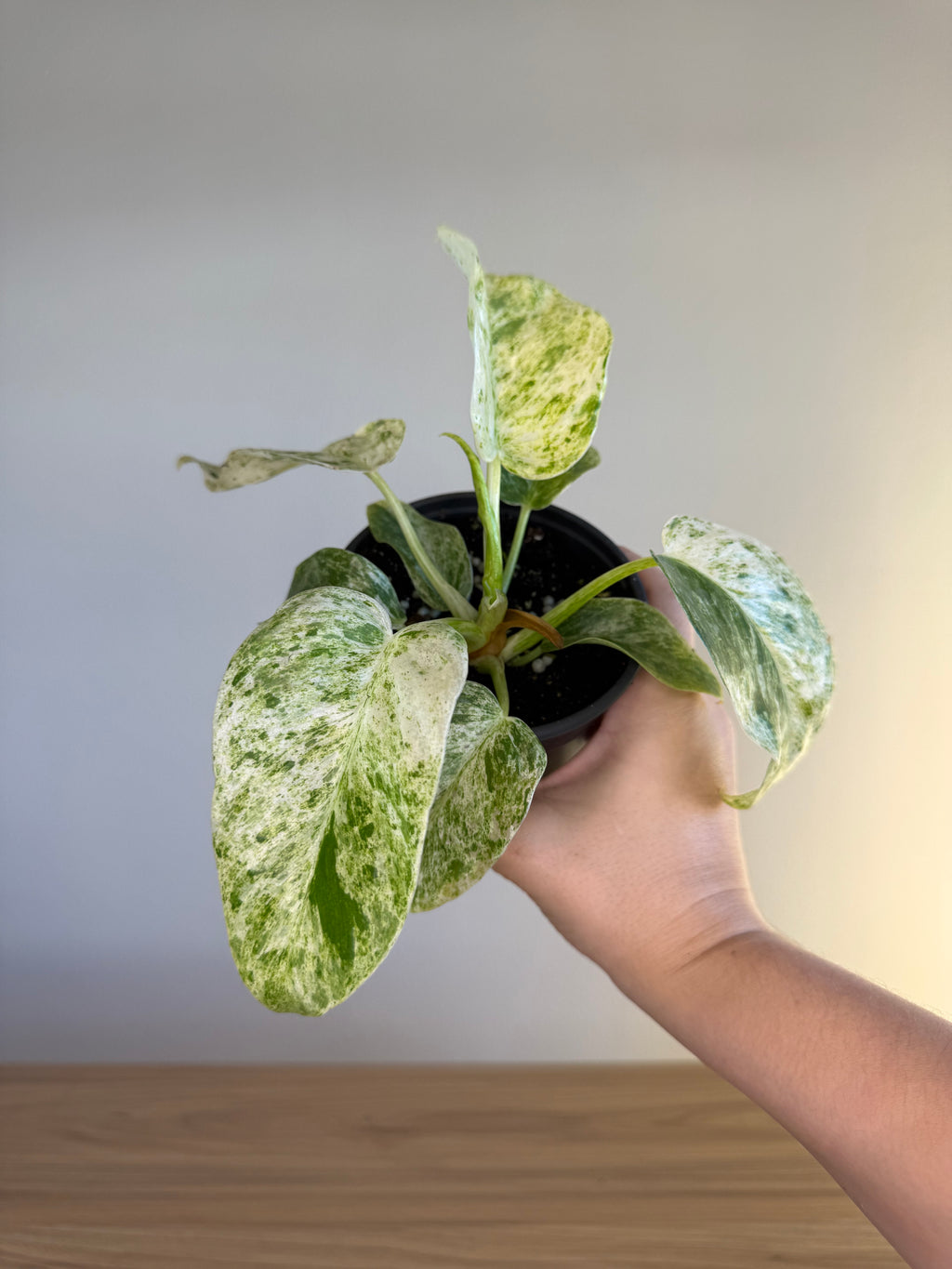 Philodendron giganteum blizzard
