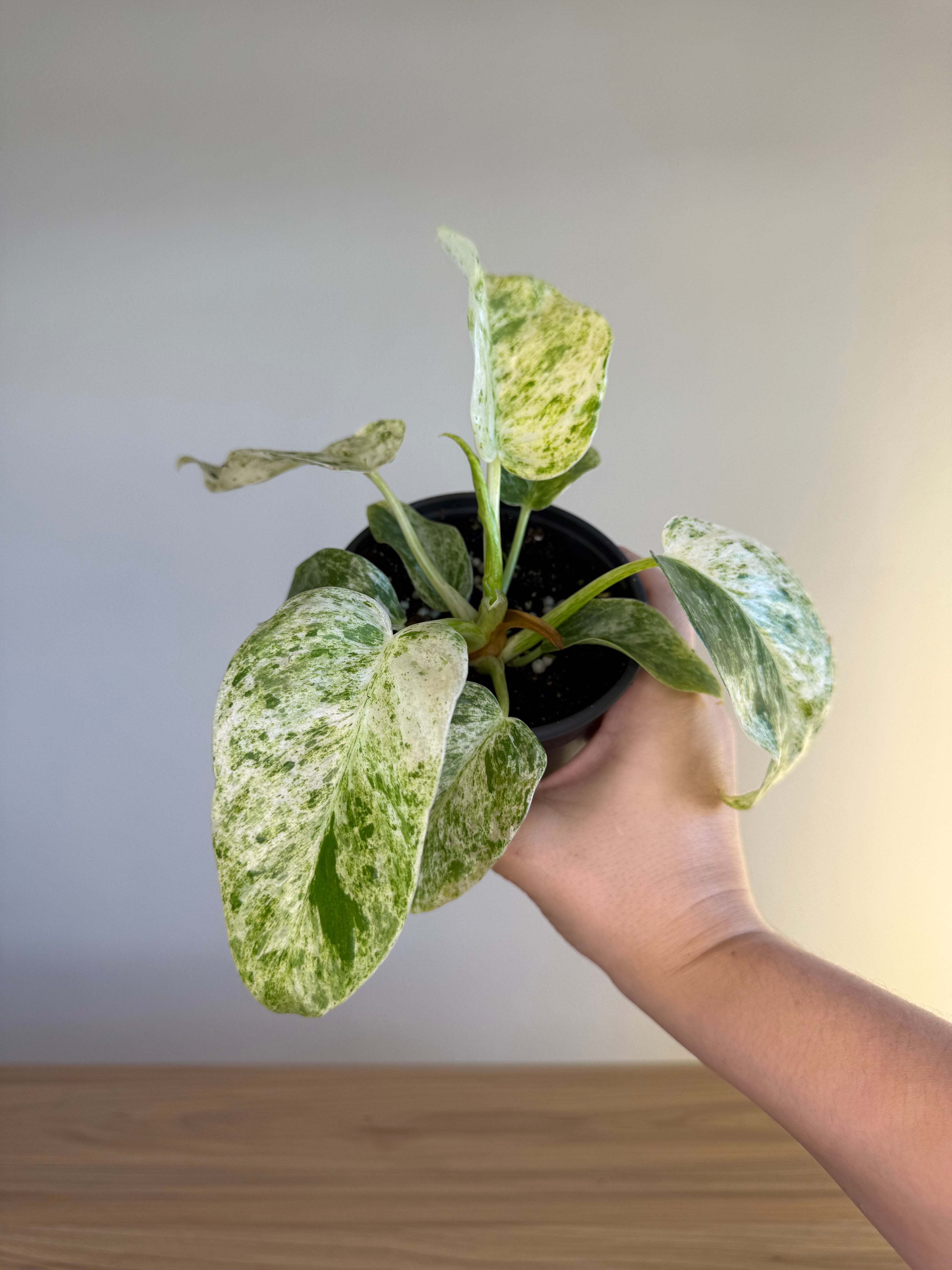 Philodendron giganteum blizzard