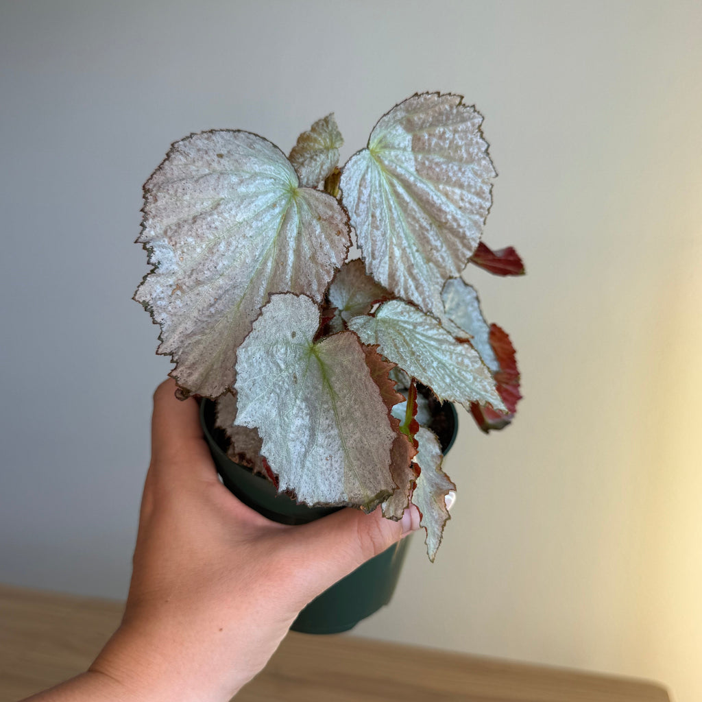 Begonia Two Face 4”