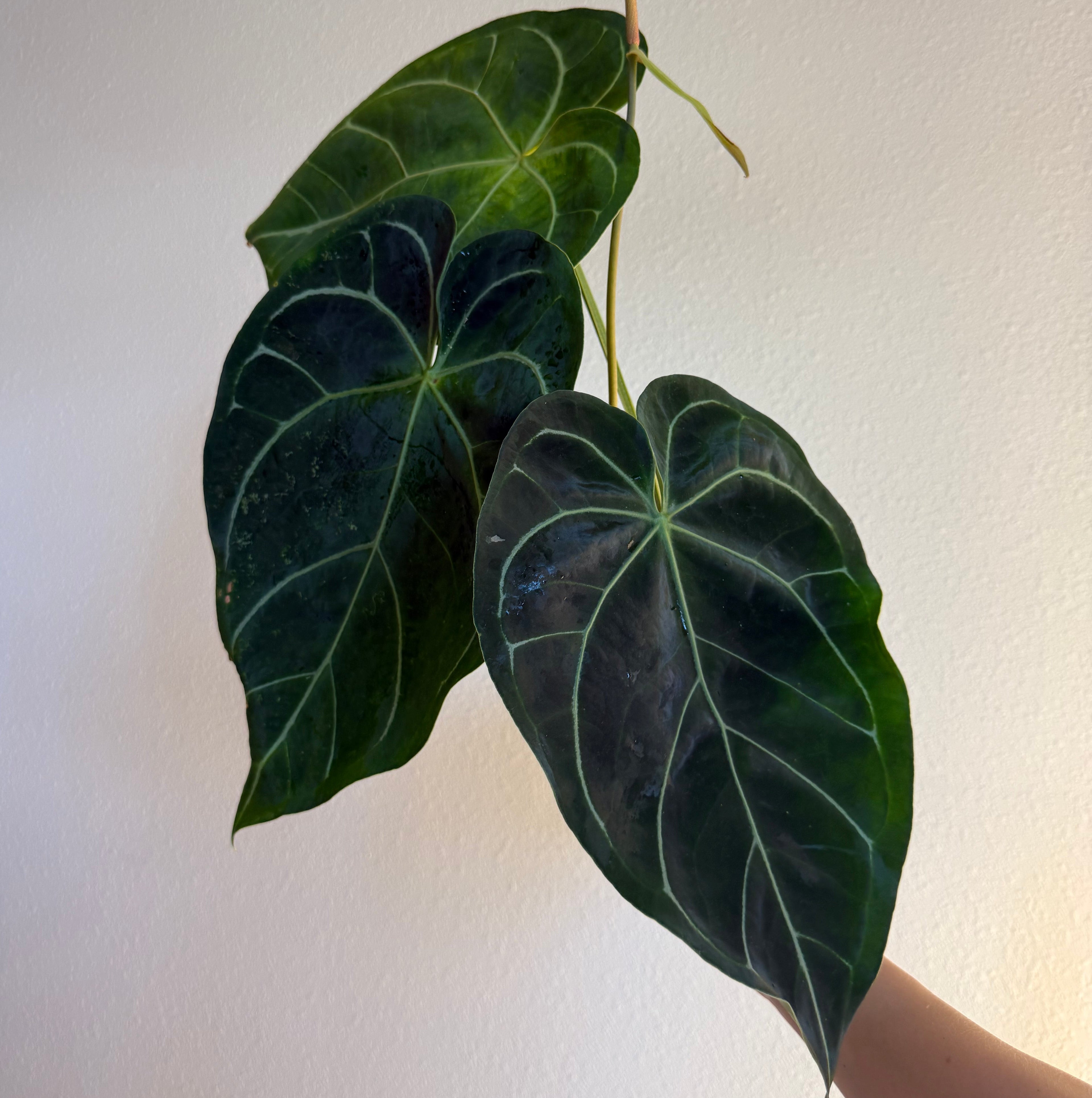 Anthurium Crystallinum Hybrid 6”