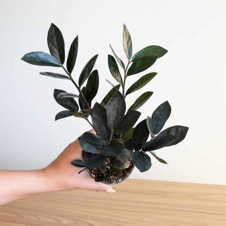 Beginner - 2 plants Bundle