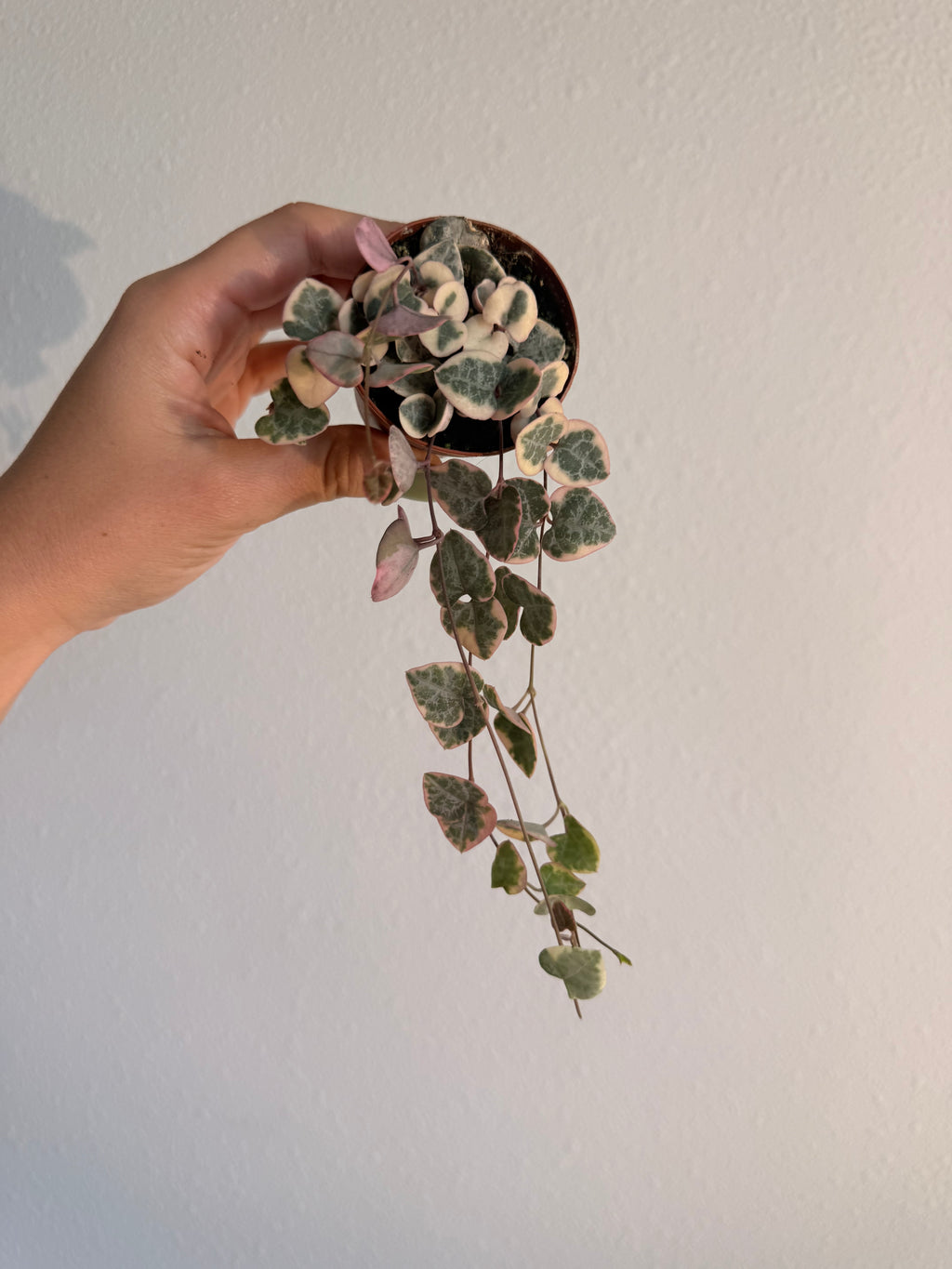 Variegated String of Hearts (2 Plants)