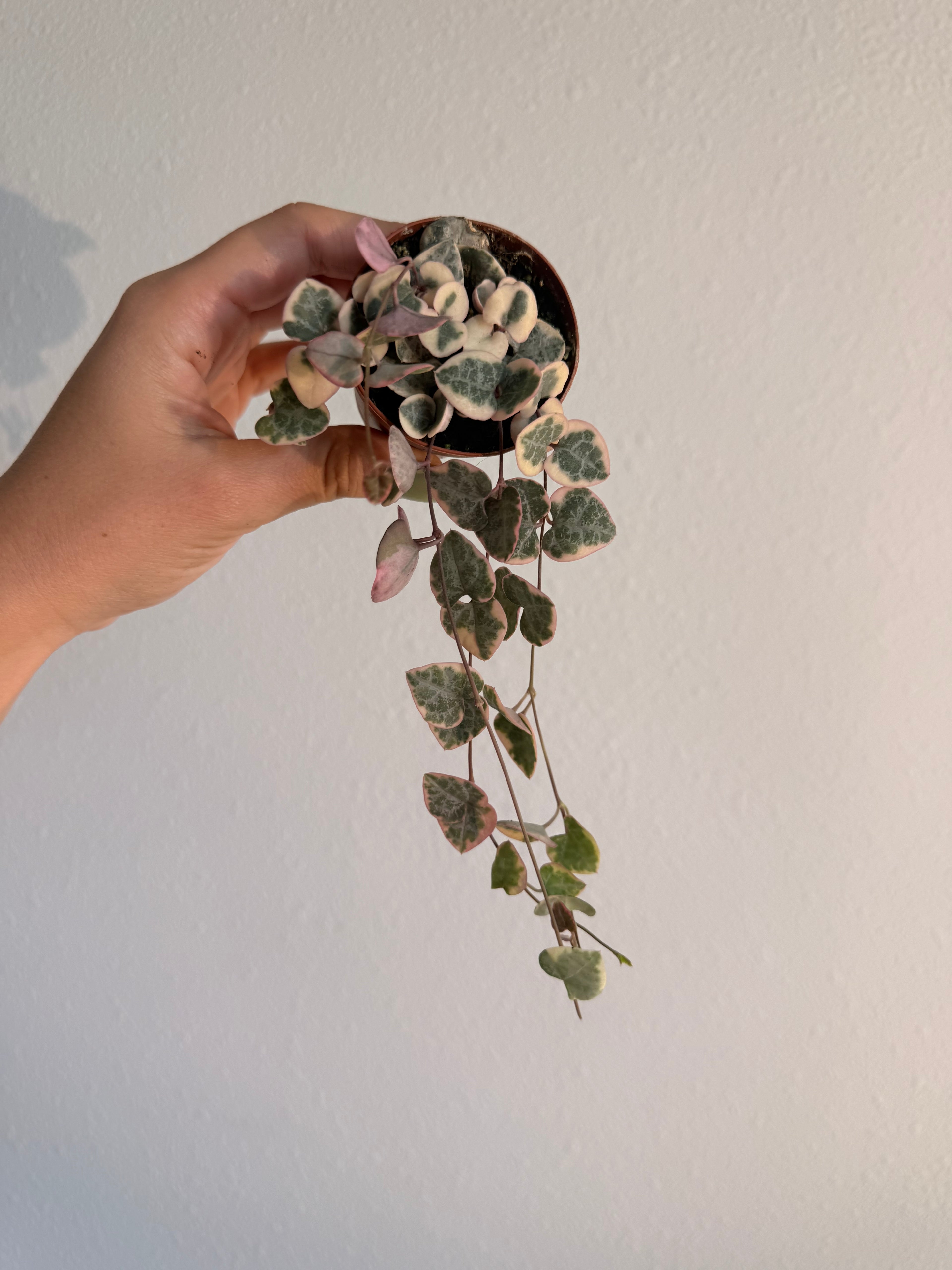 Variegated String of Hearts (2 Plants)