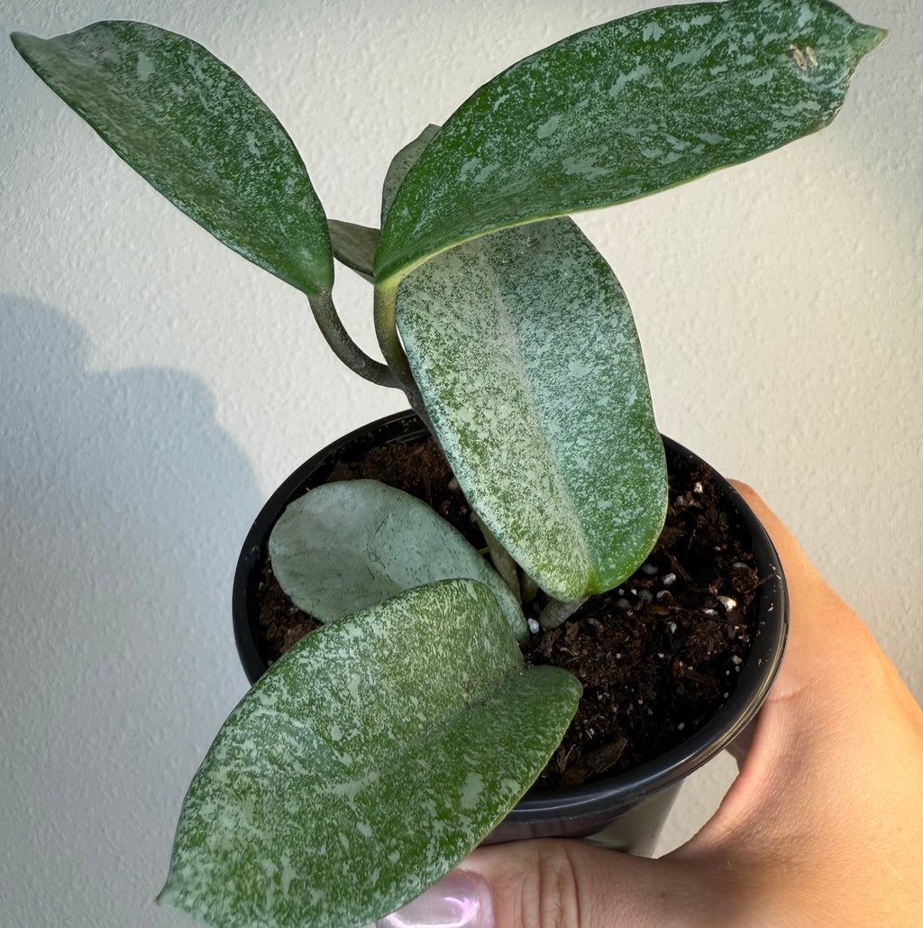 Hoya Nova ghost