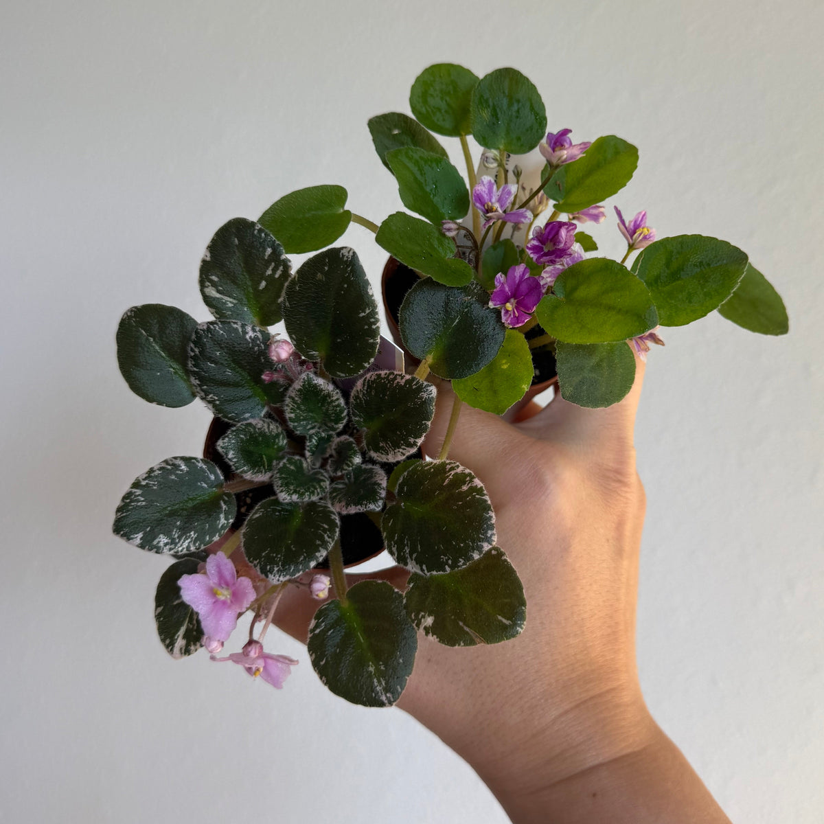 Mini African Violet 2” - 3 Plants Bundle