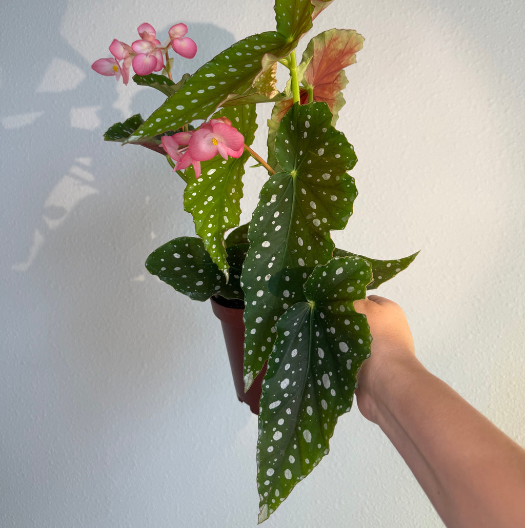 Begonia Angel Wing- Pink bloom 6”