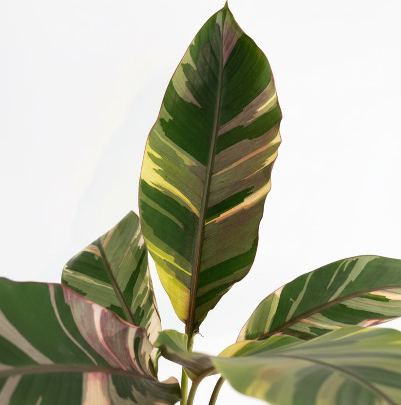 Musa Nono Pink Variegated 6 inch pot