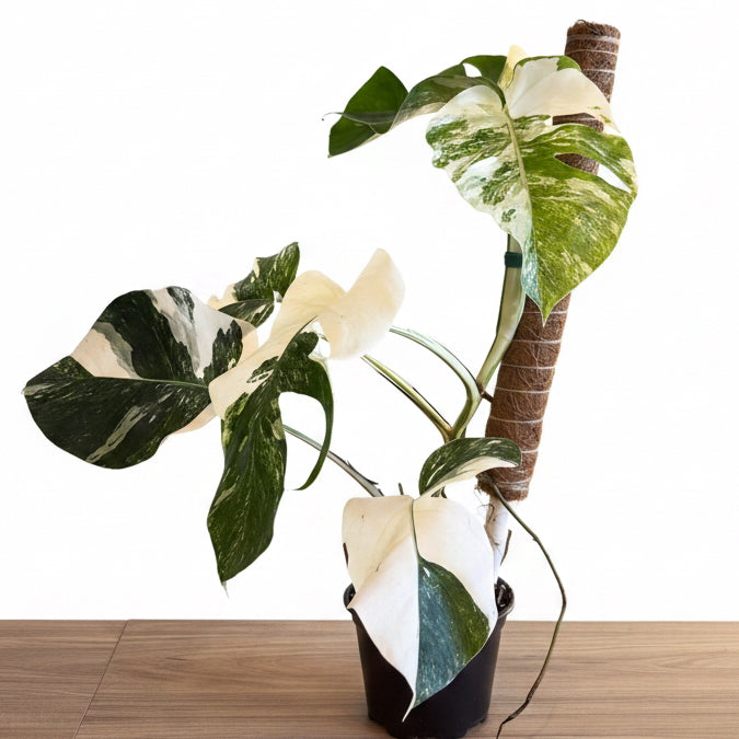 Monstera Albo Variegated 6”