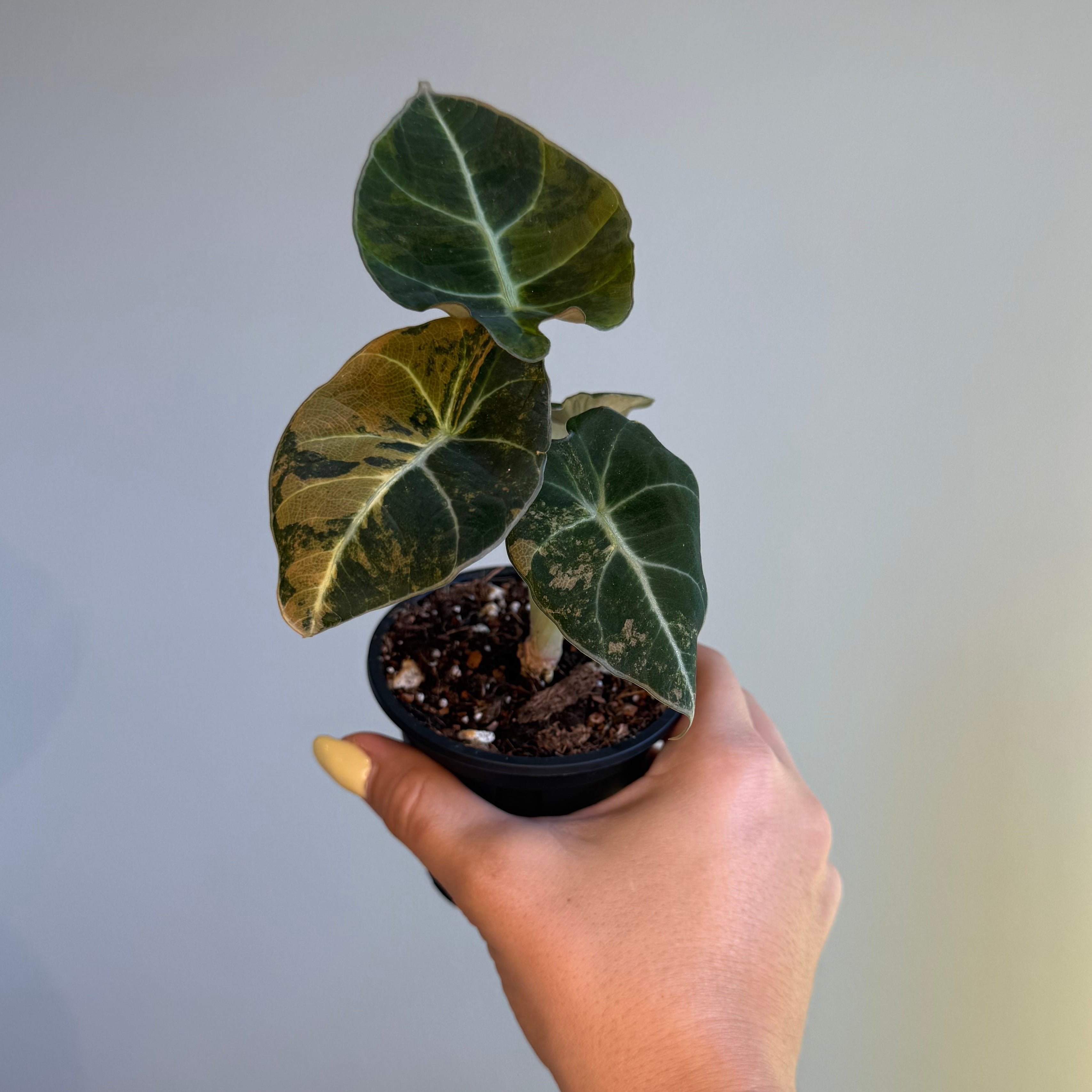 Alocasia black velvet Gold 3”