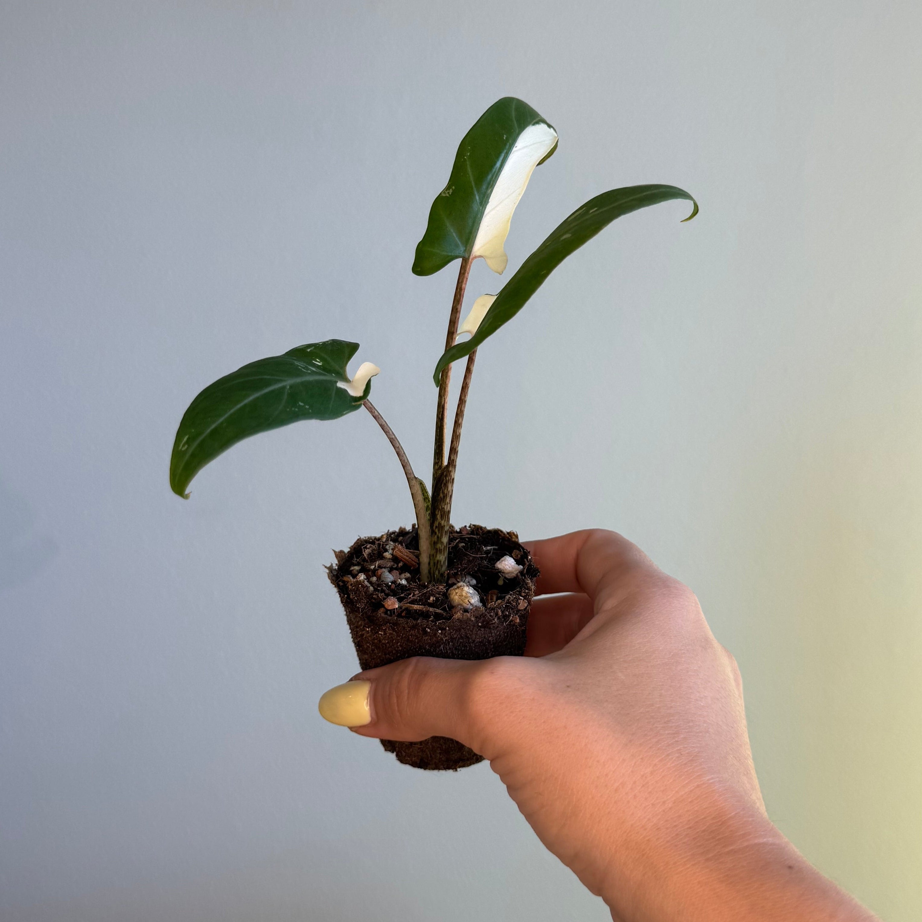 Alocasia Lauterbachiana Albo 2”