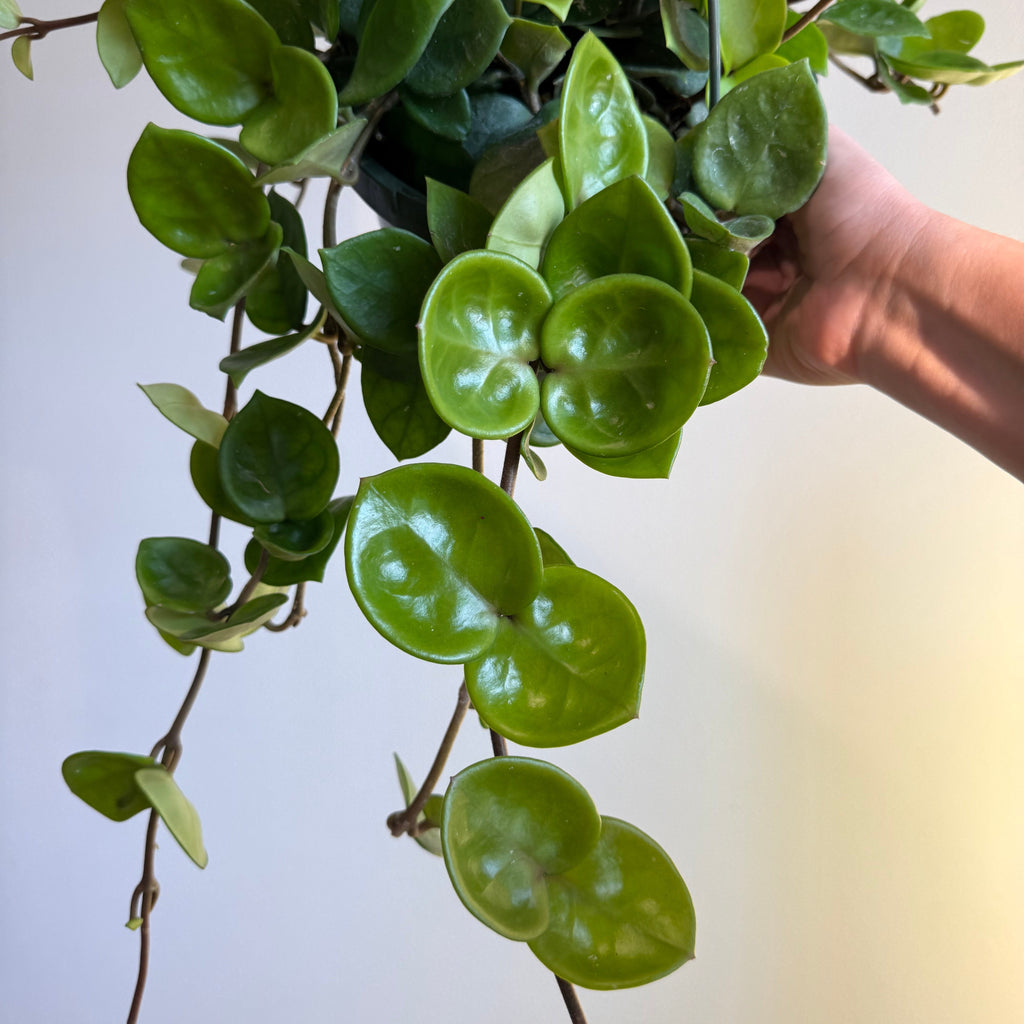 Hoya Chelsea 8” HB