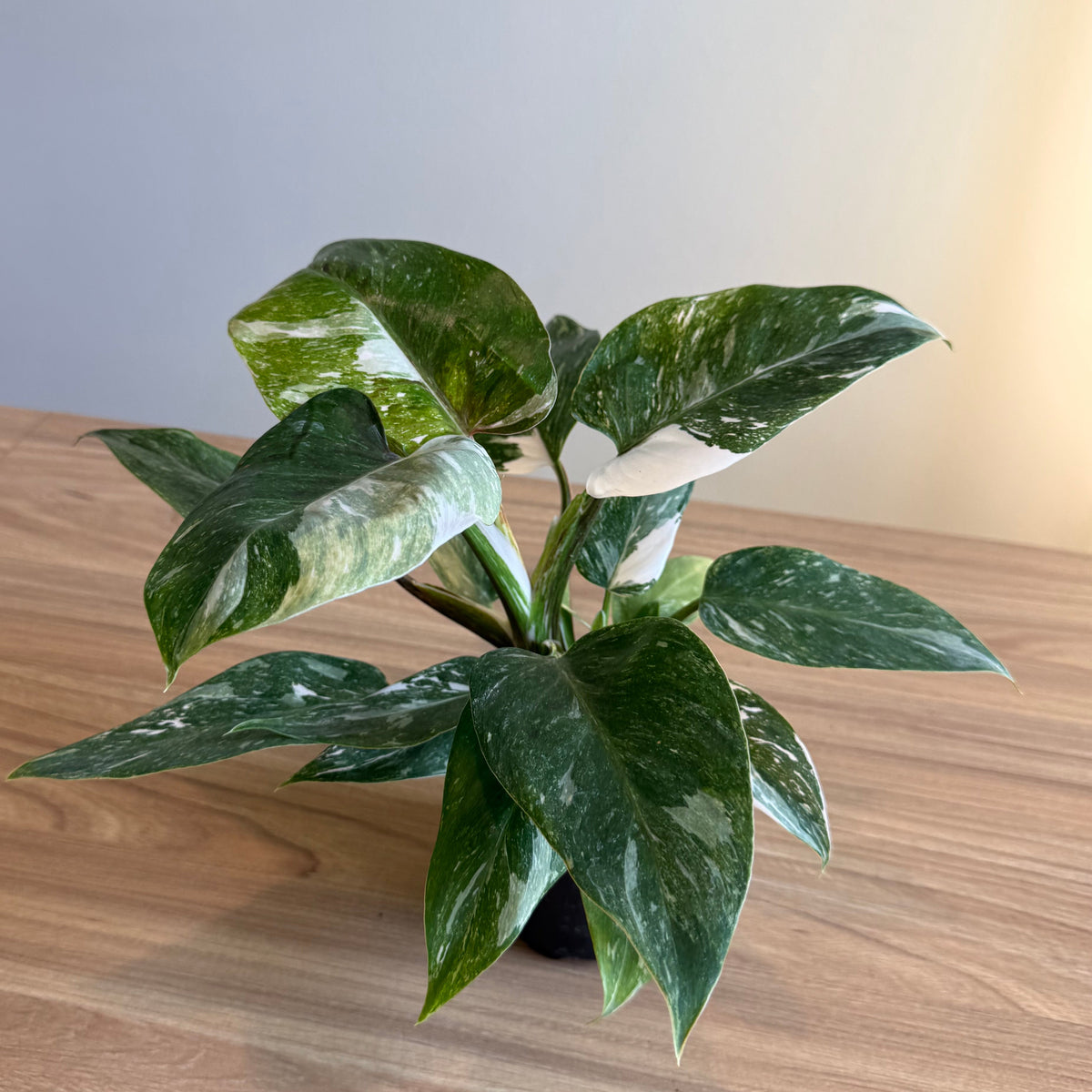Philodendron White Princess Galaxy 4”