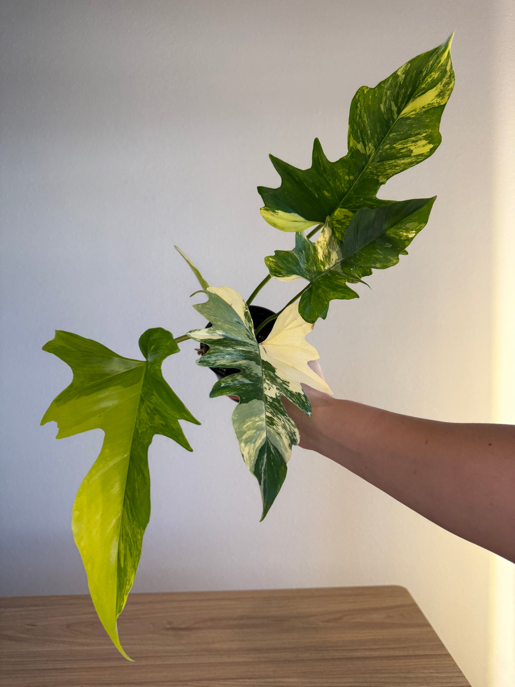 Philodendron Florida beauty x Mayoi
