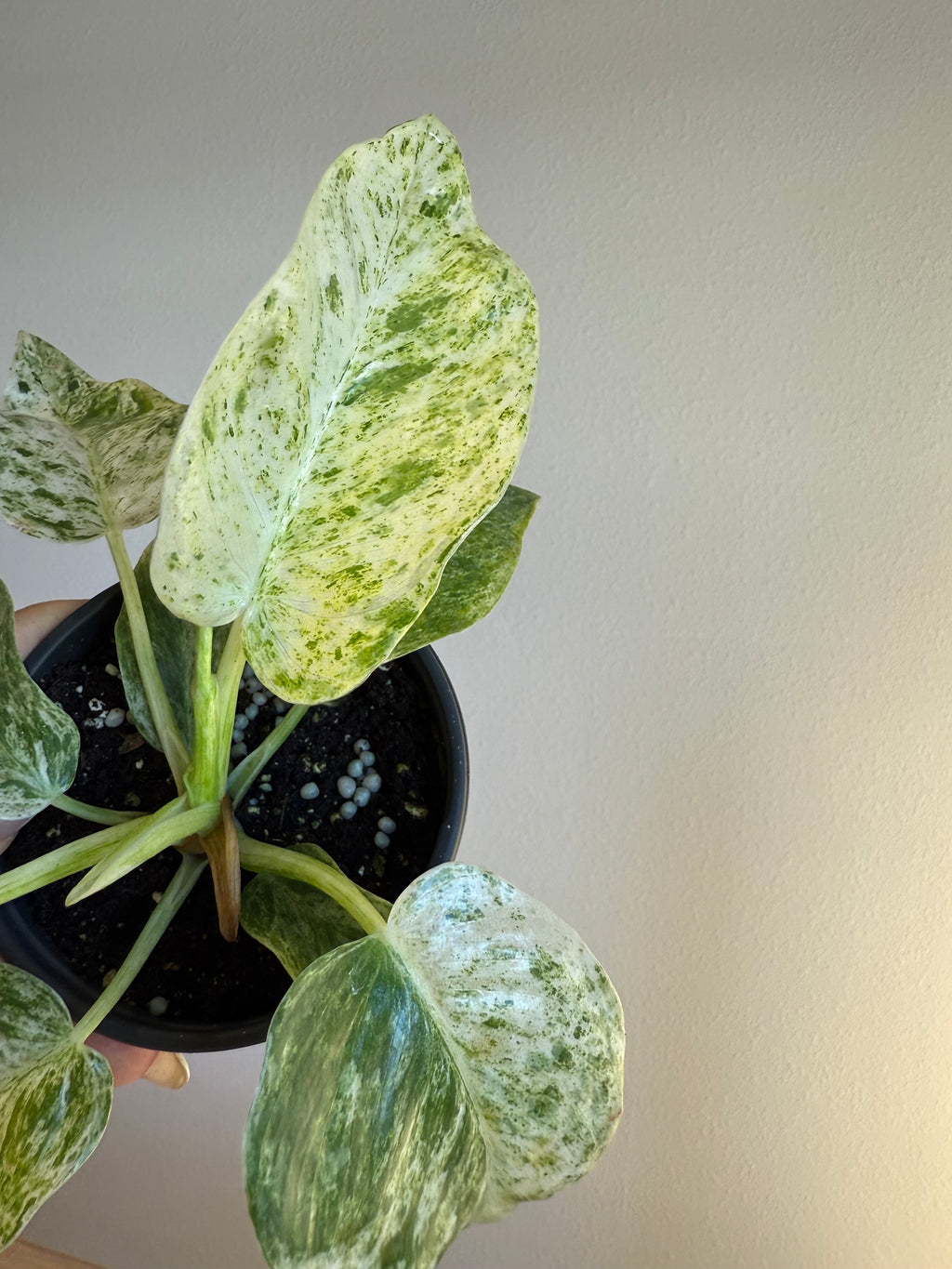 Philodendron giganteum blizzard