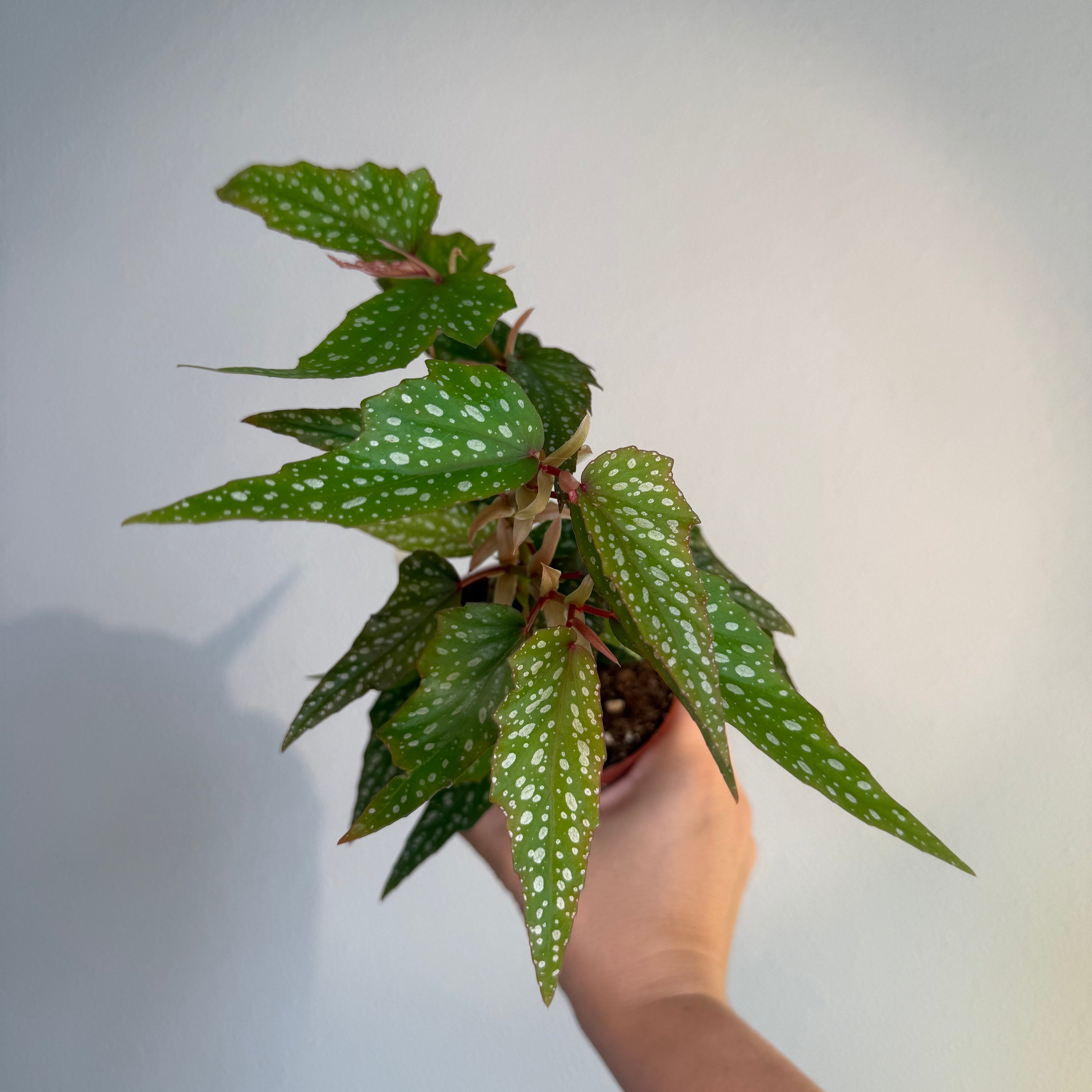 Begonia Angel wing 4”