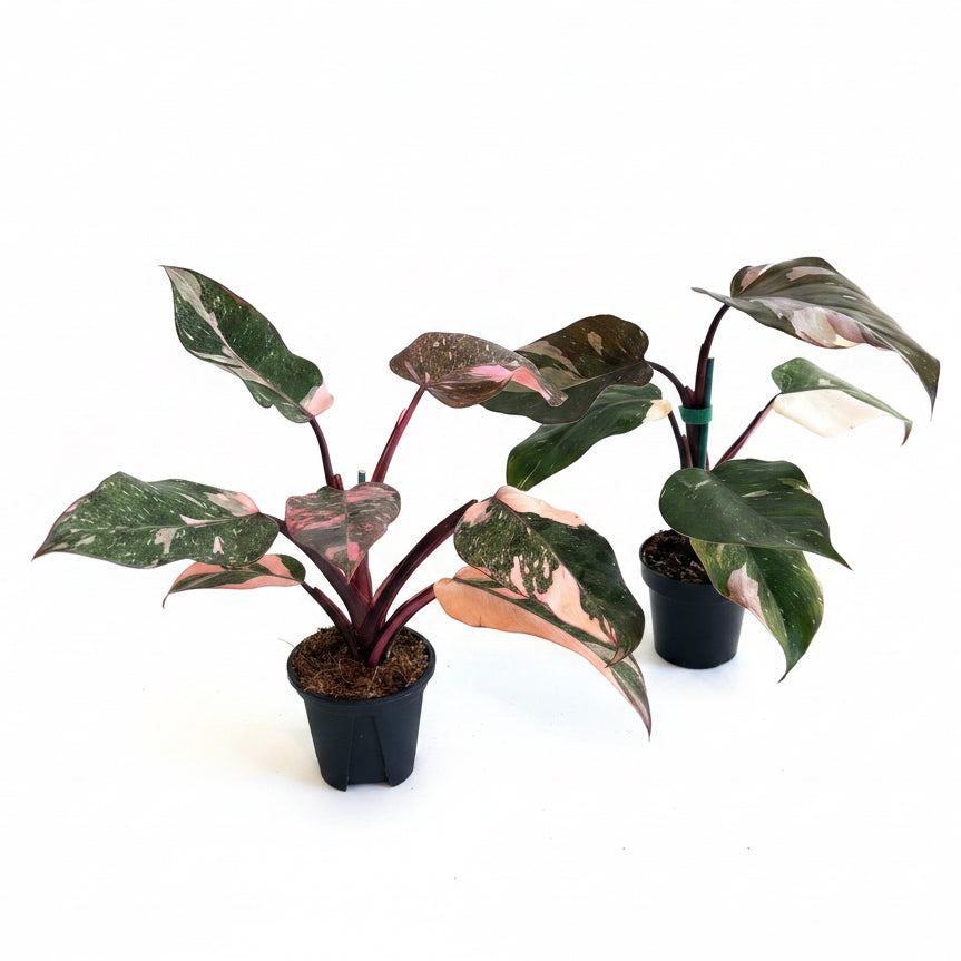 2 - Pink philodendron Bundle