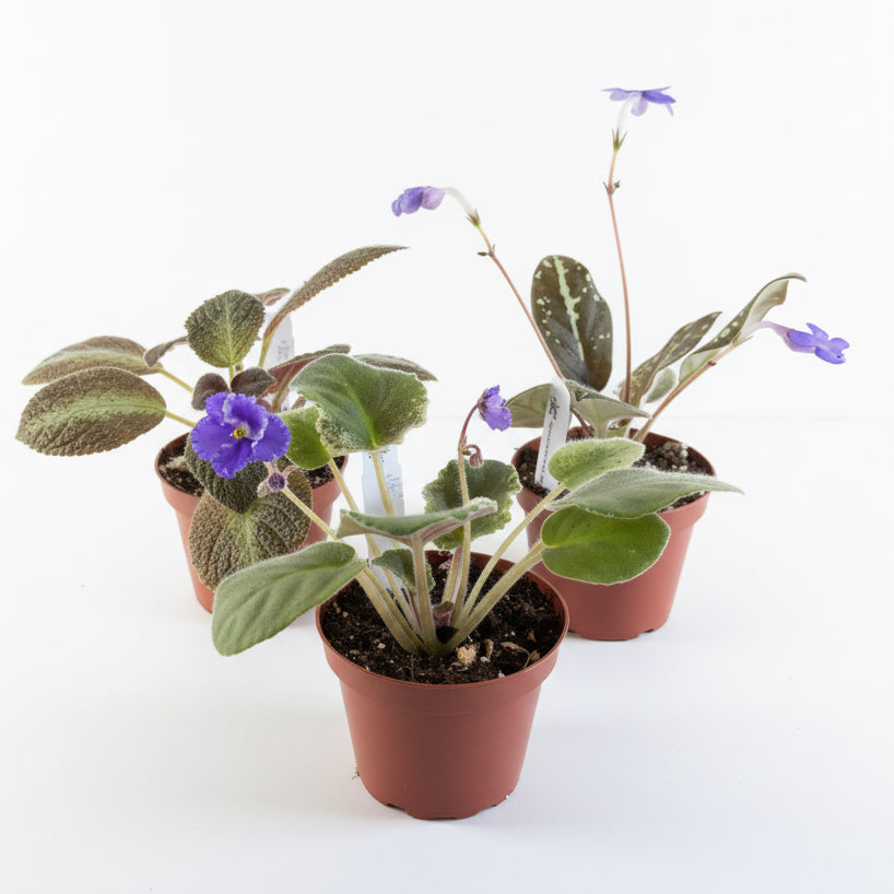 Gesneriad Collection 4” - 3 Plants Bundle
