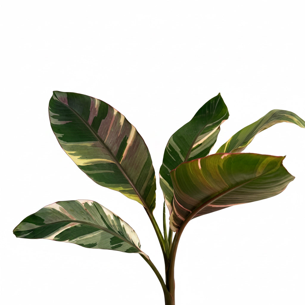 Musa Nono Pink Variegated 6 inch pot