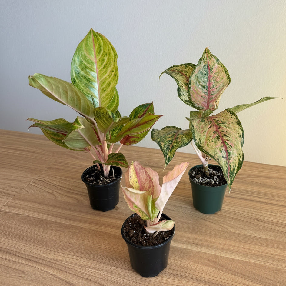 Aglaonema Collection - 3 plant Bundle