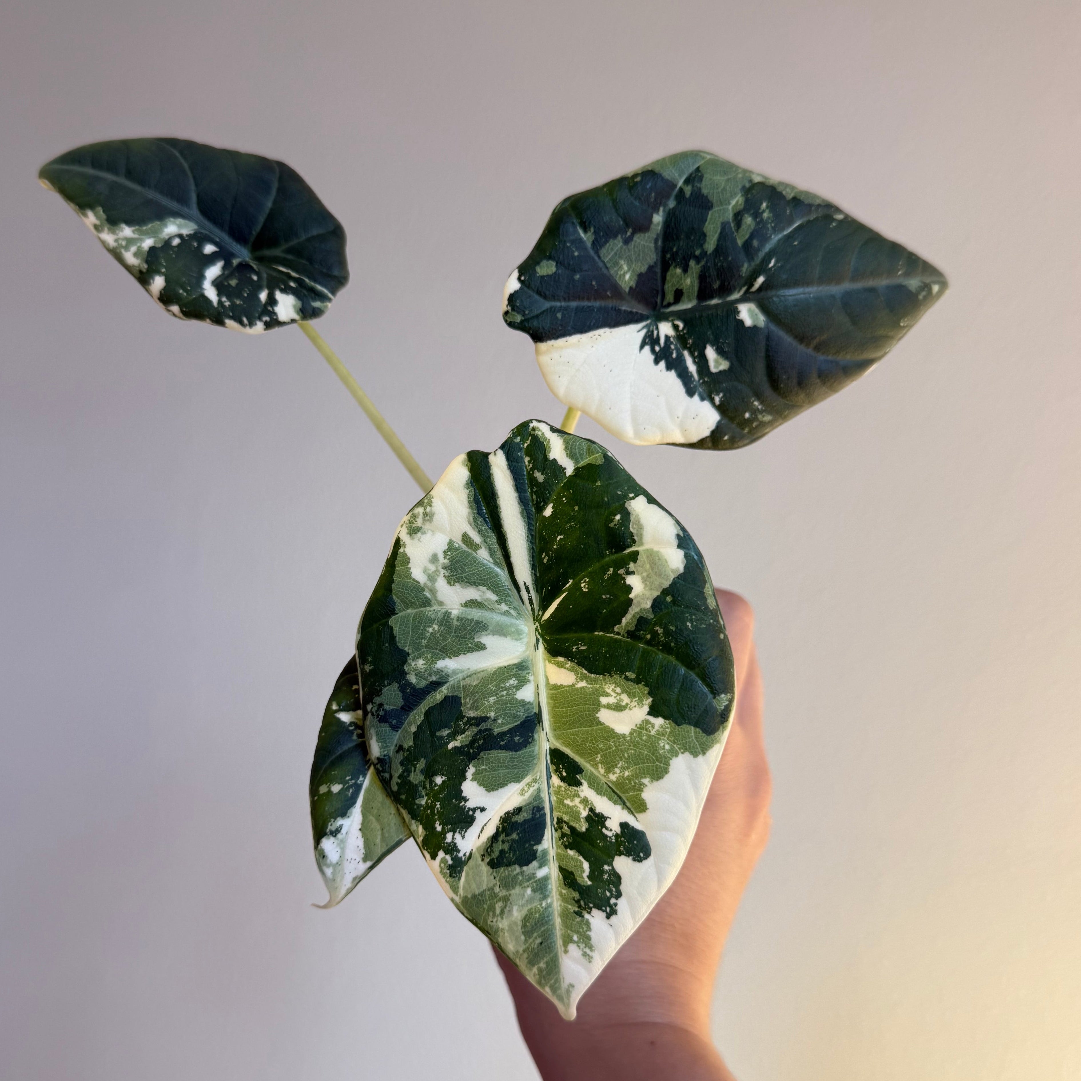 Alocasia Maharaní Albo 3”