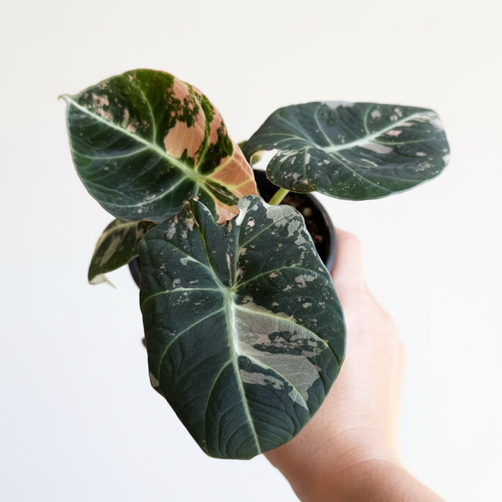 Alocasia Black Velvet Pink