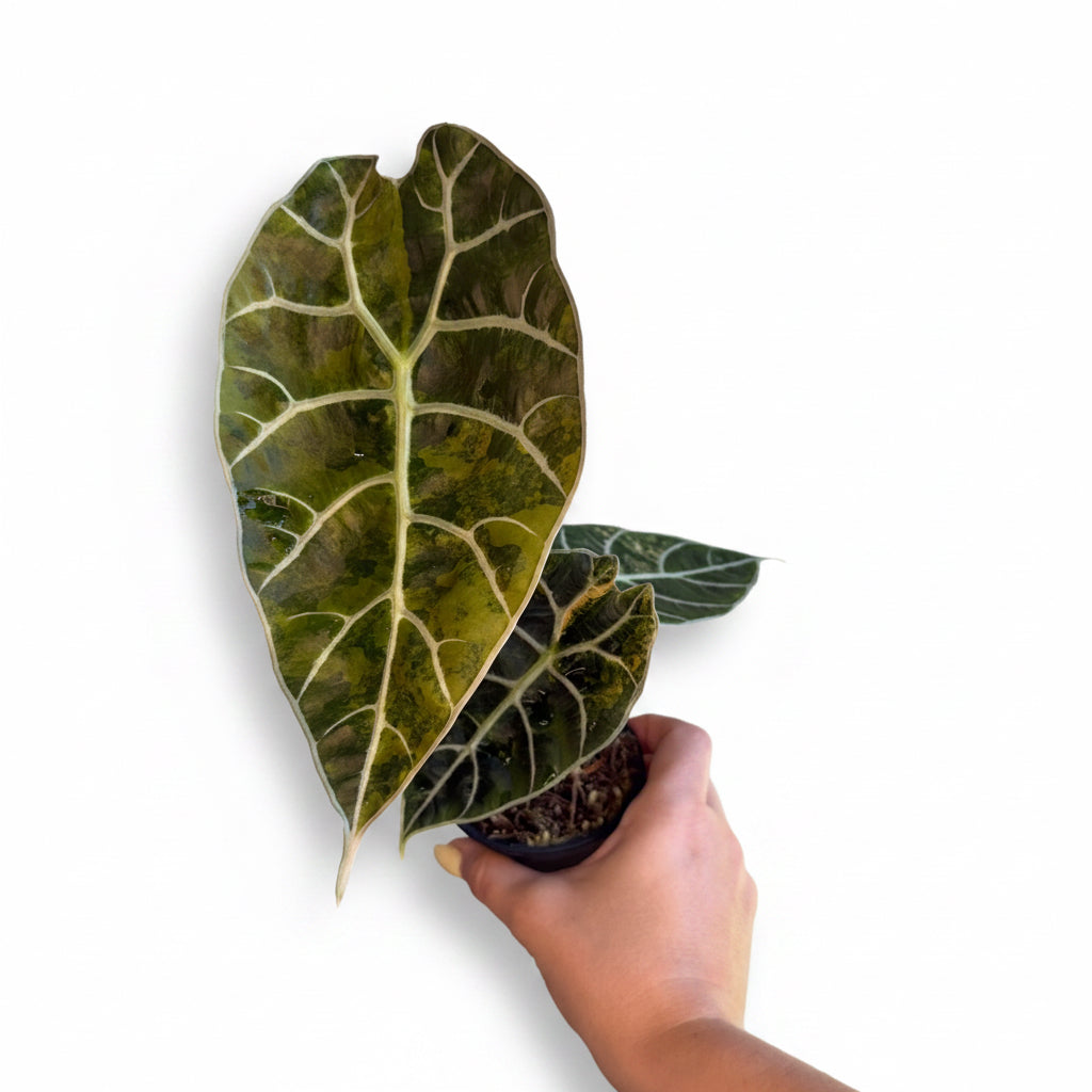 Alocasia Watsoniana Aurea